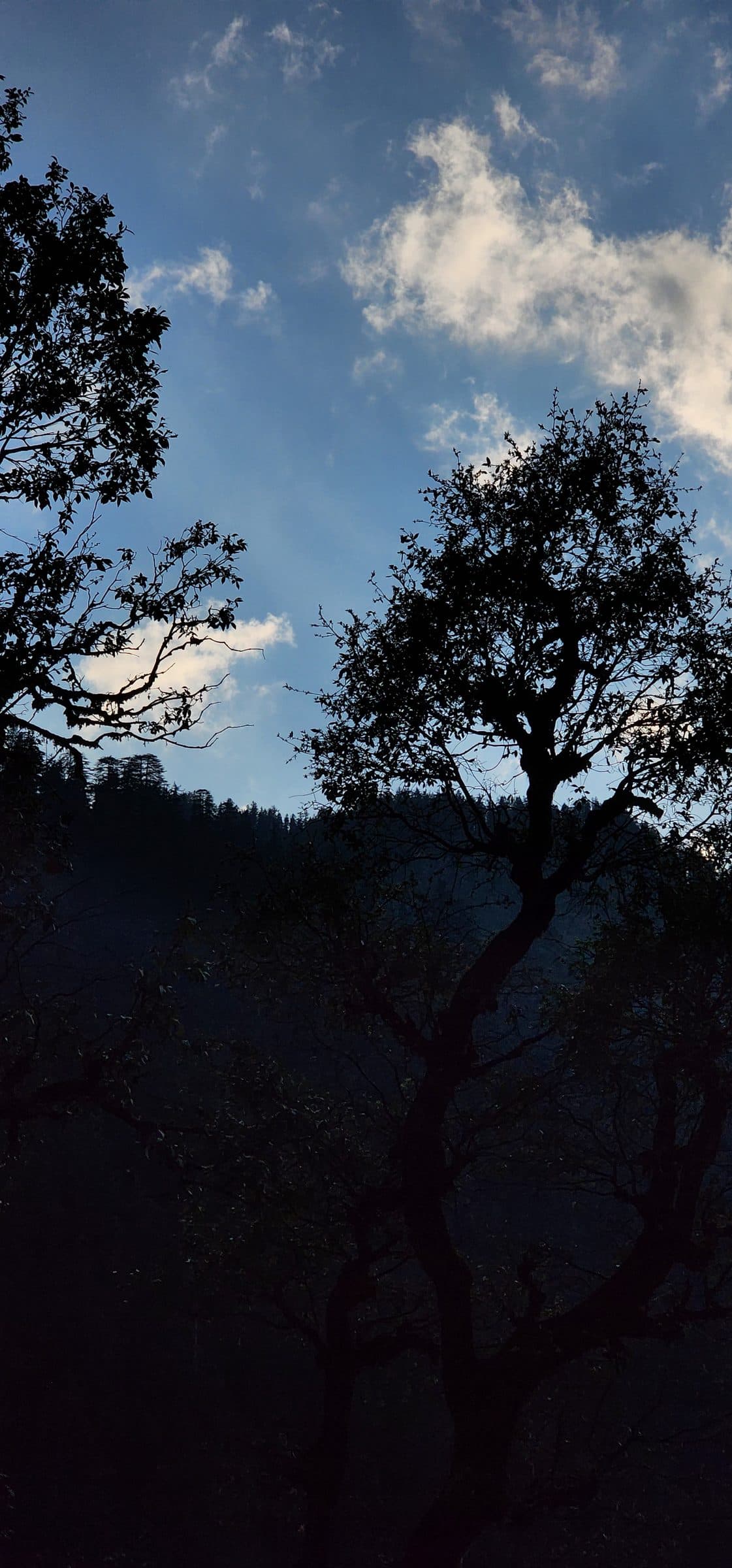 The Quiet Magic of Jibhi: Why This Himalayan Valley Is Calling You Now