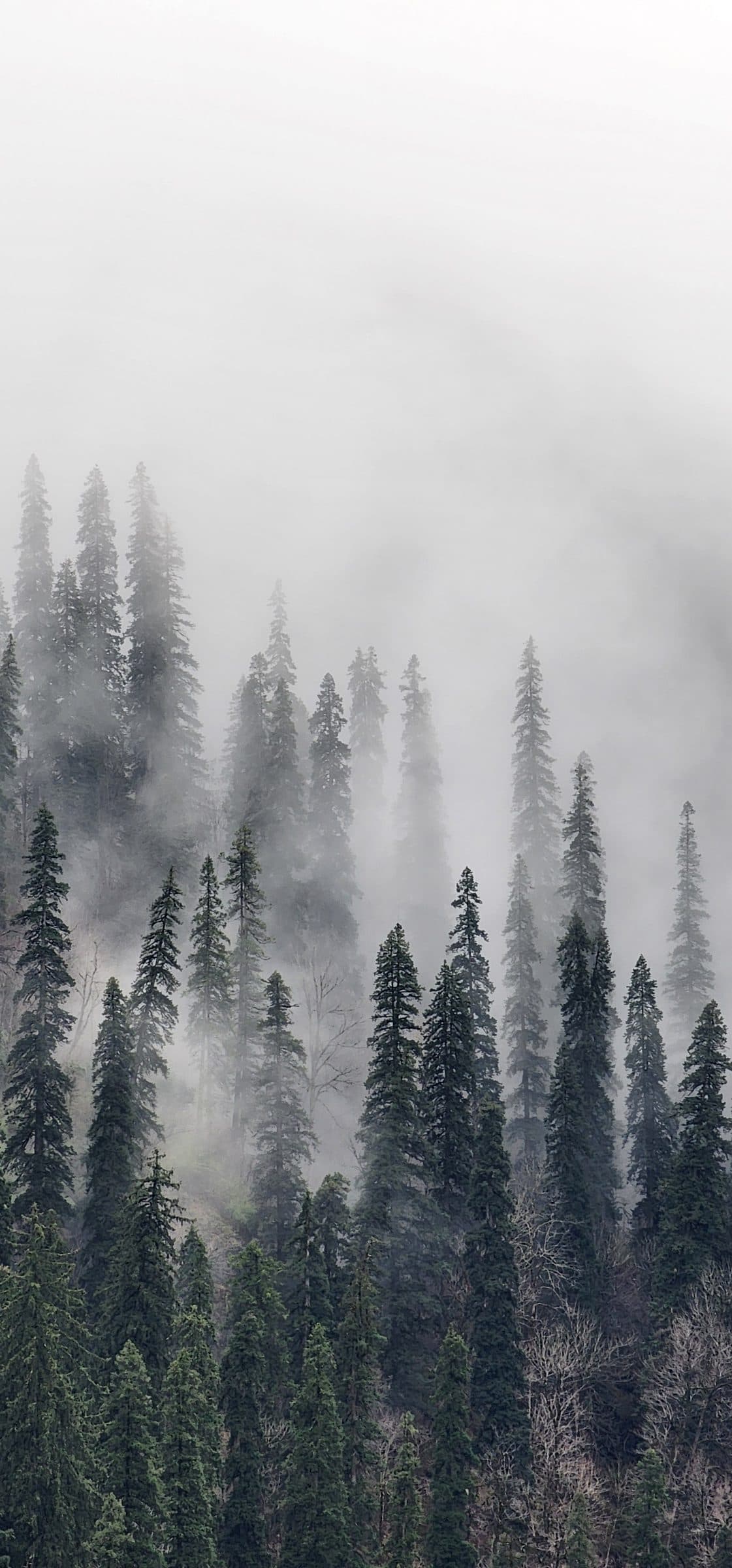 Chasing the Mist: A Walk to Jibhi Waterfall in April’s Golden Light