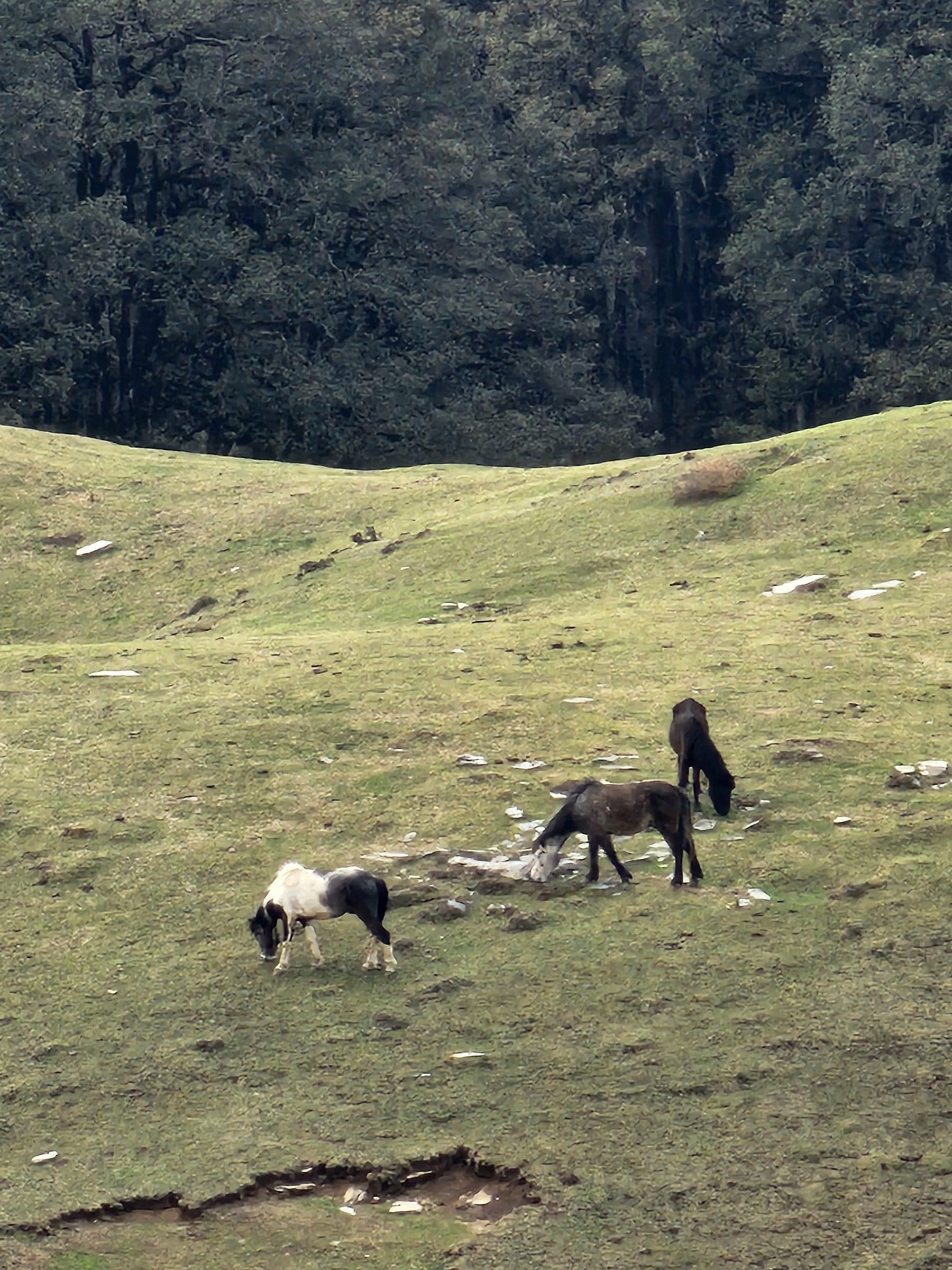 Plan A Jibhi Trek To Jalori Pass