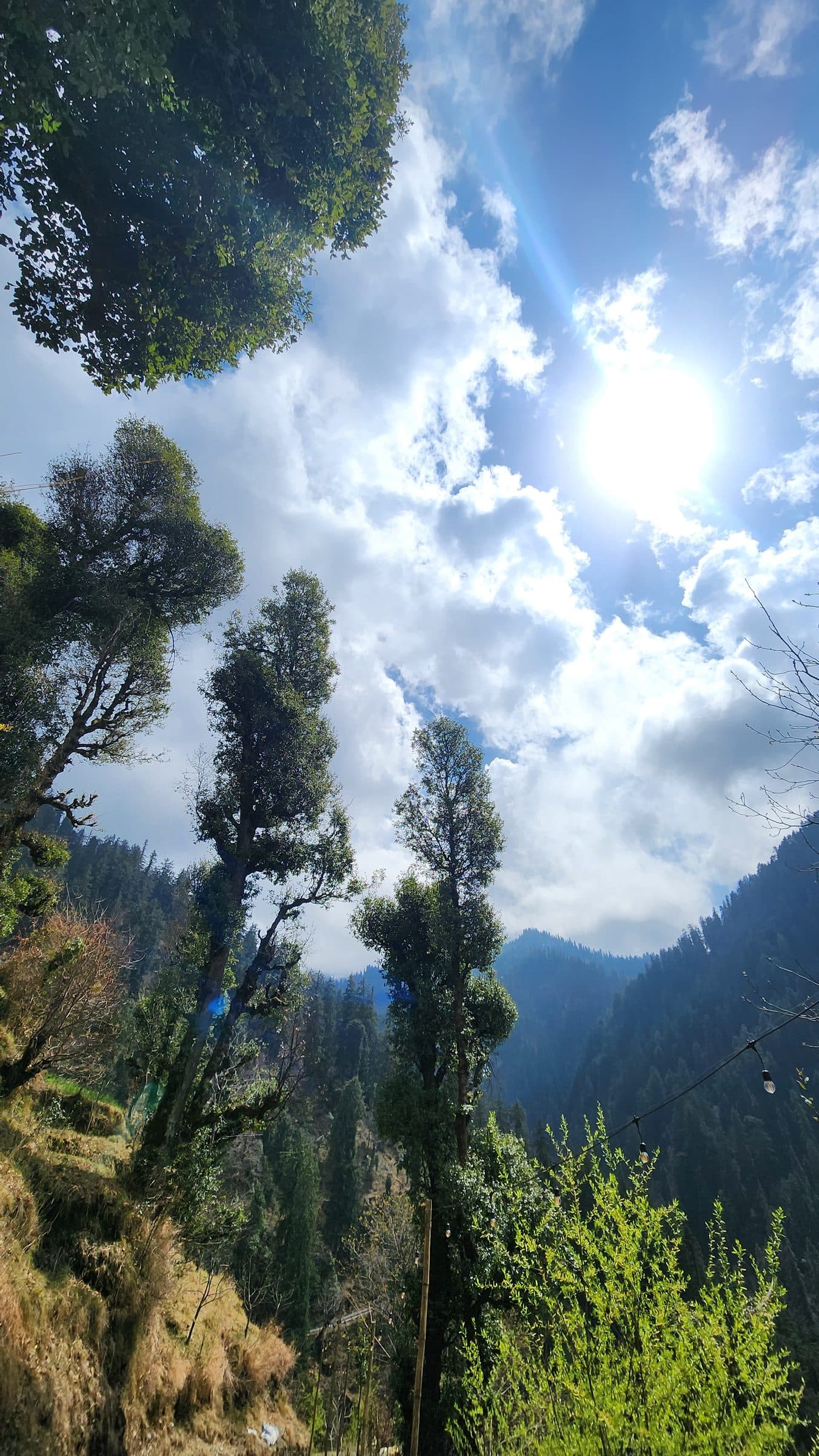Tall trees frame a bright blue sky above the Jibhi Valley landscape