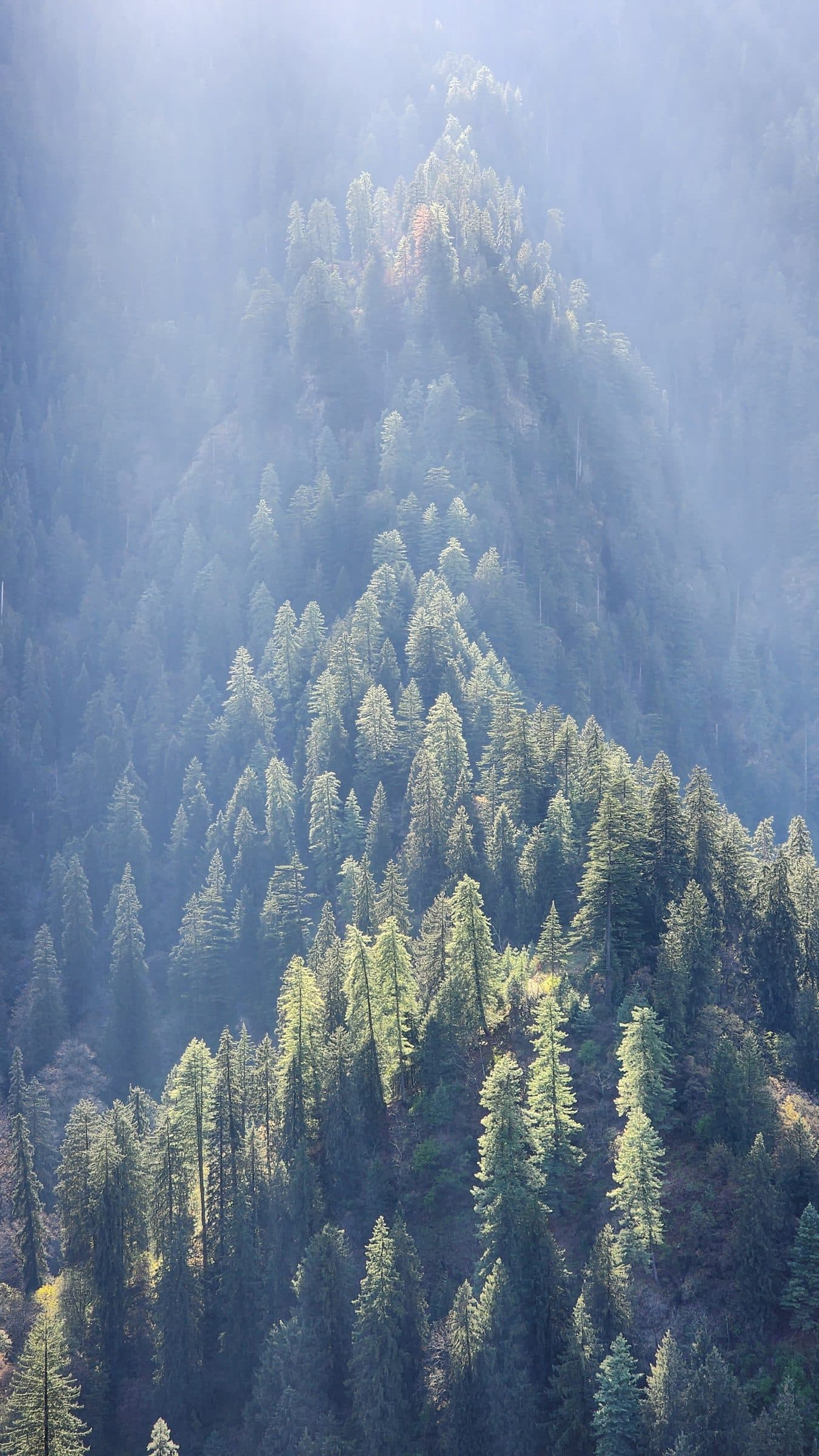 Where the Mountains Whisper: Why Jibhi Valley Is Himachal’s Best-Kept Secret