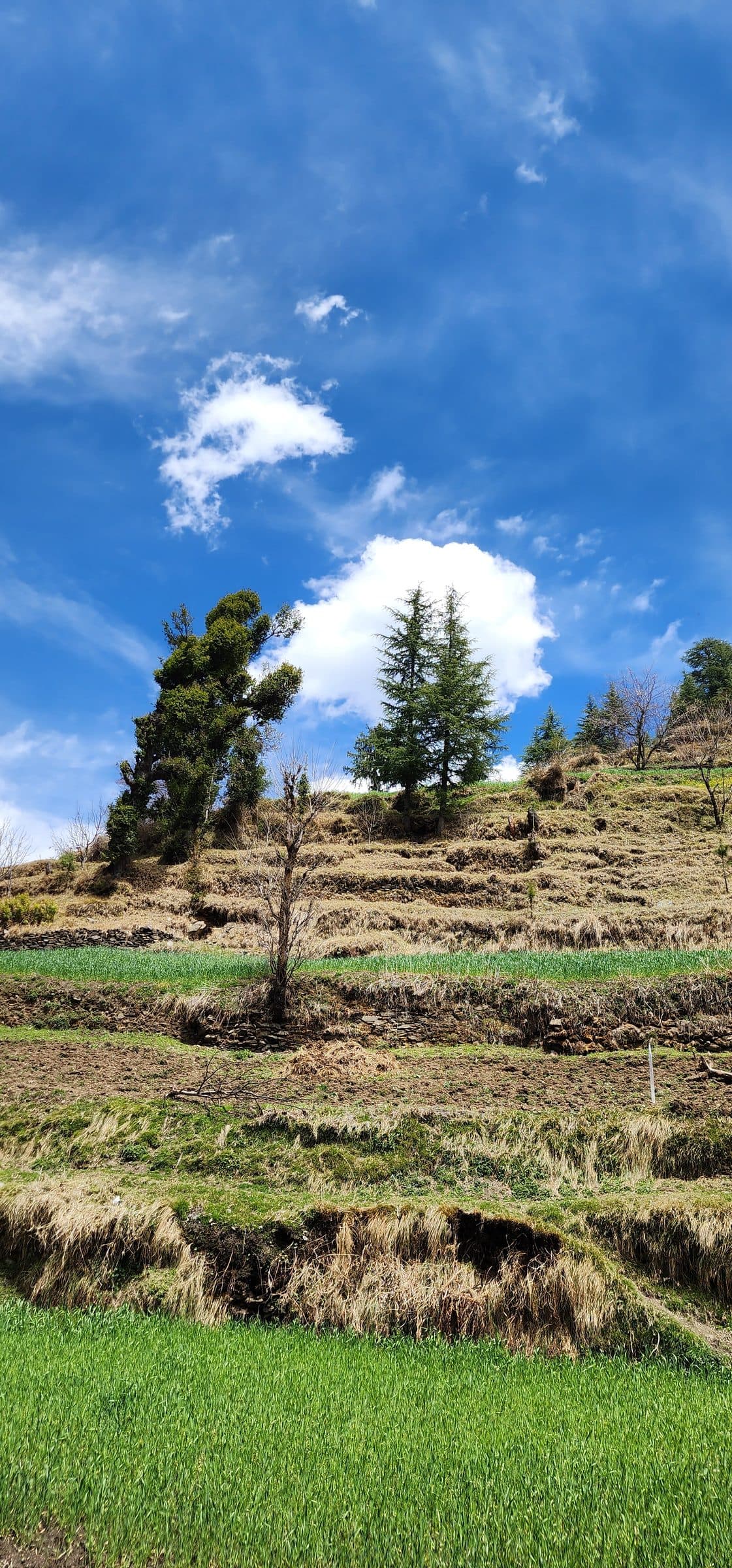 Hilly grassy terrain and trees under a bright blue sky