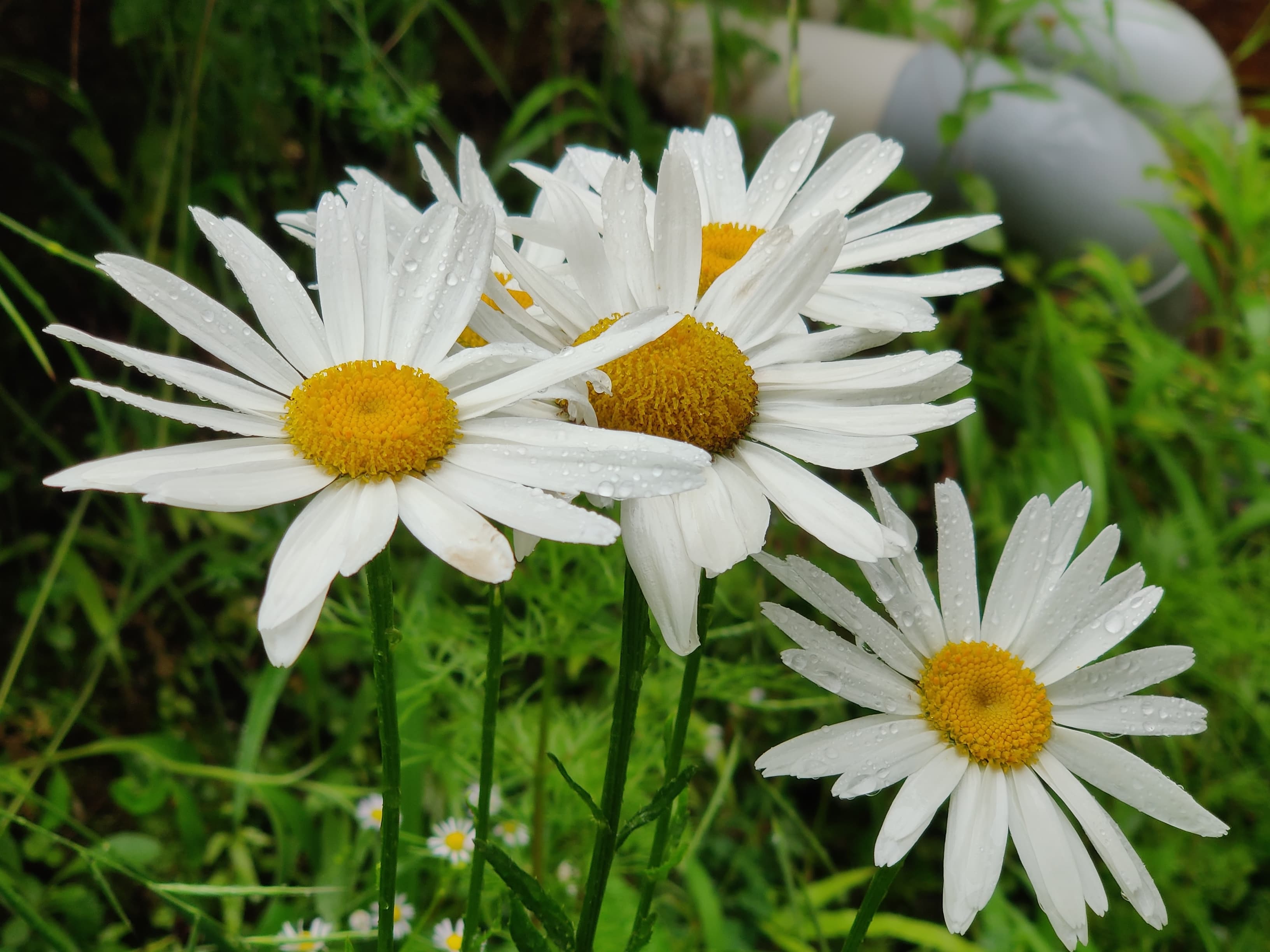 Beautiful native flower