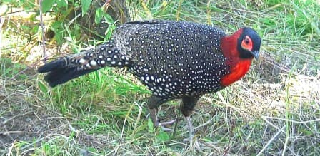 A Himalayan Monal spotted in GHNP