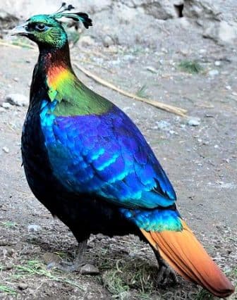 Close-up of a pheasant in GHNP