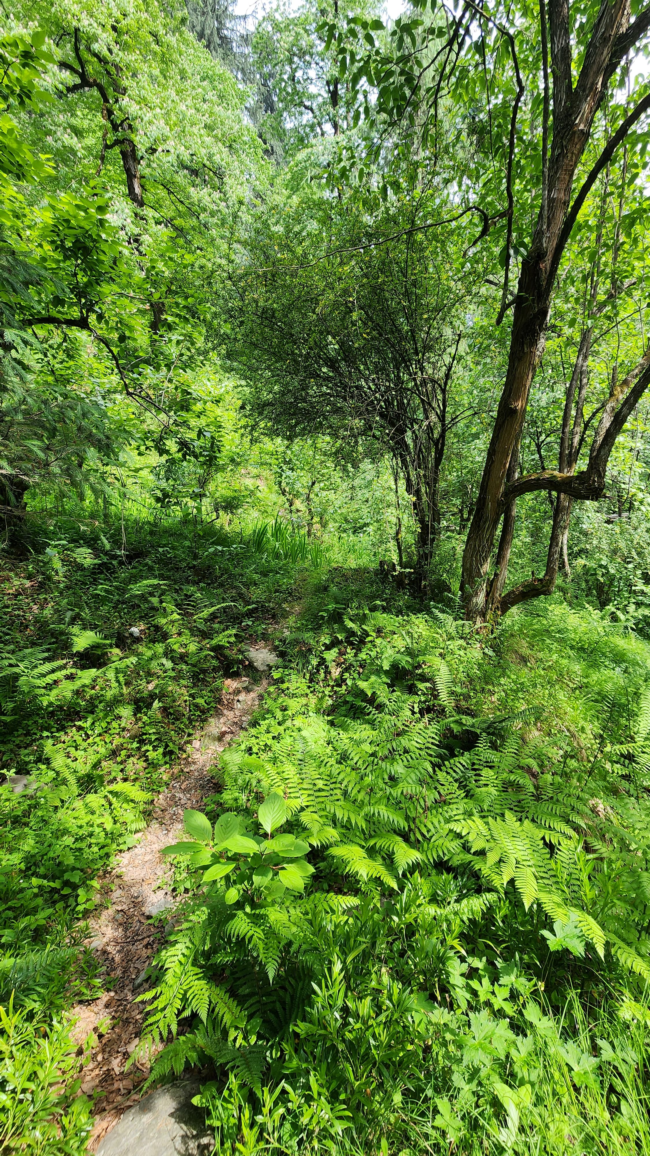 Traveler enjoying a peaceful moment in the forest