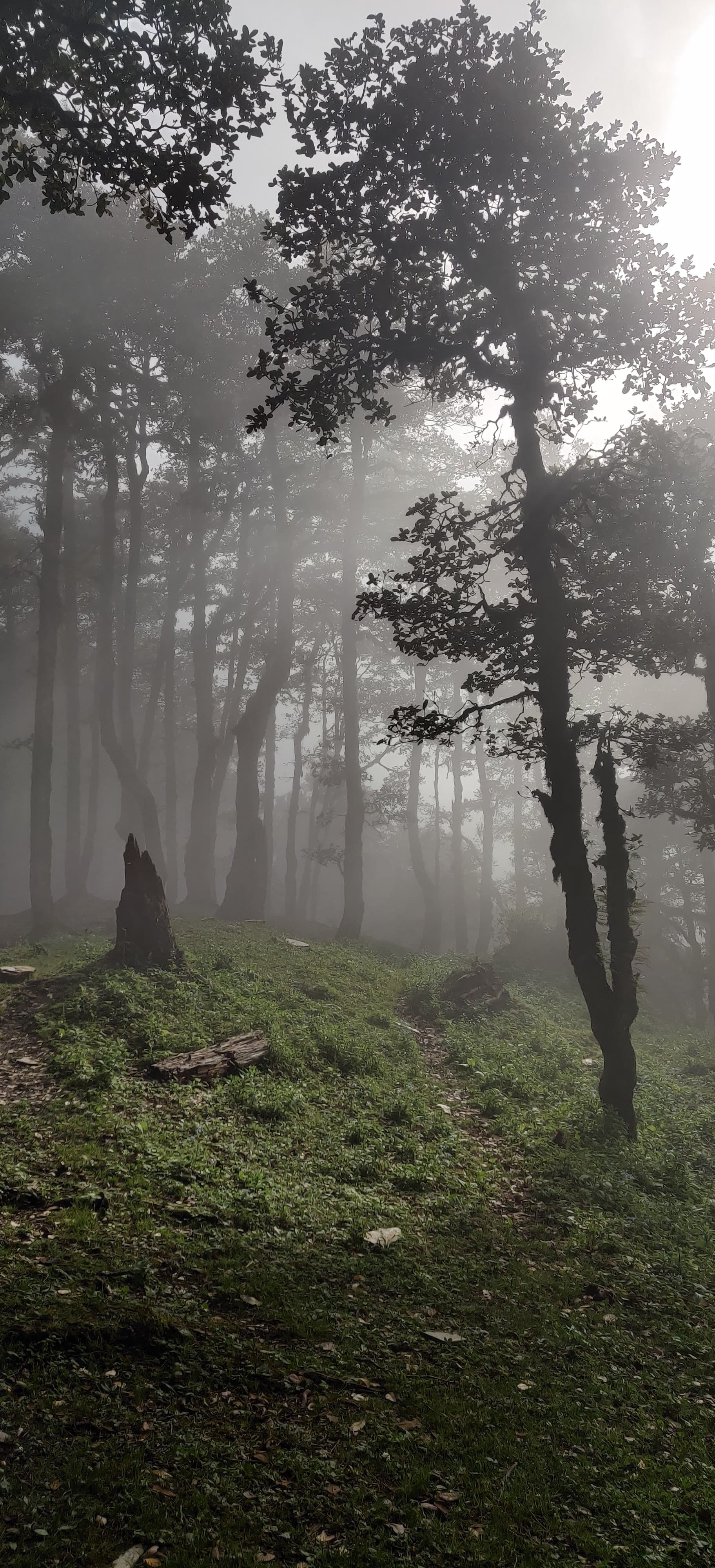 Hiker passing through a dense pine forest