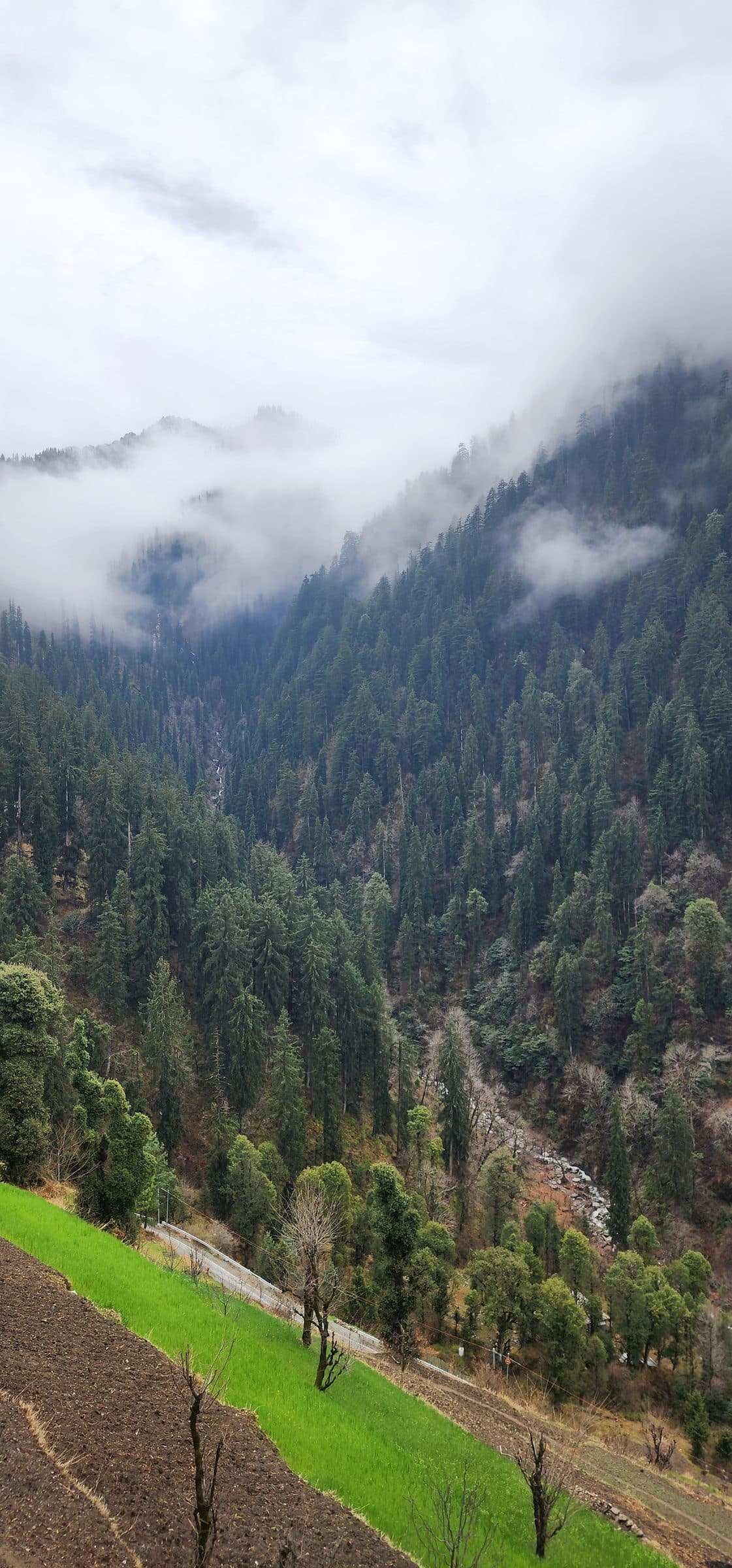Misty view of forested hills and rolling slopes with a dirt track in the foreground