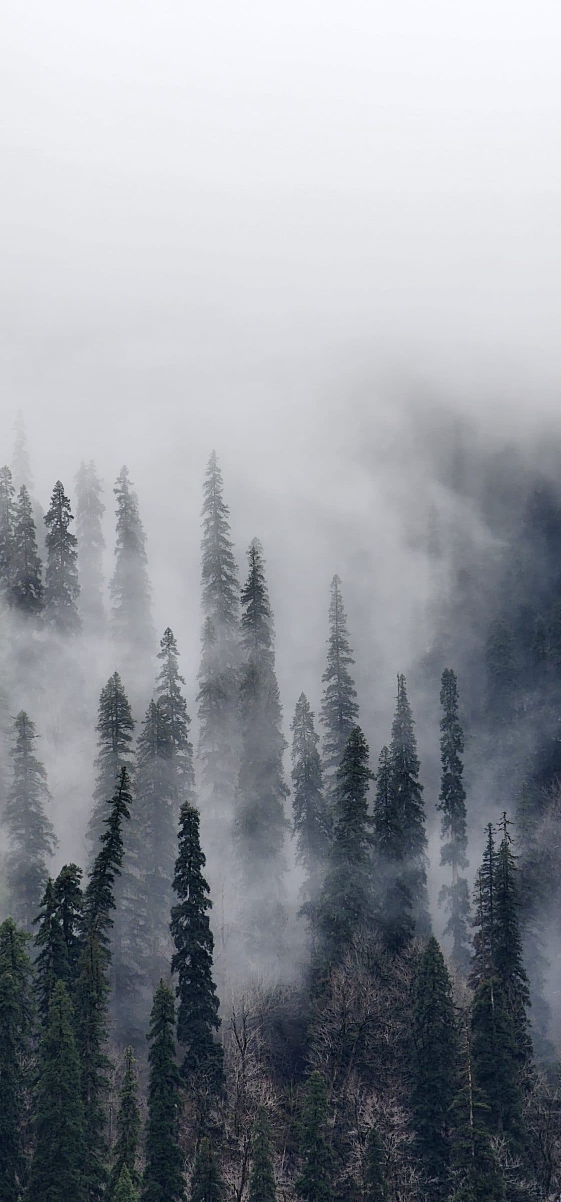 Tall pine trees densely covered in thick morning fog and mist