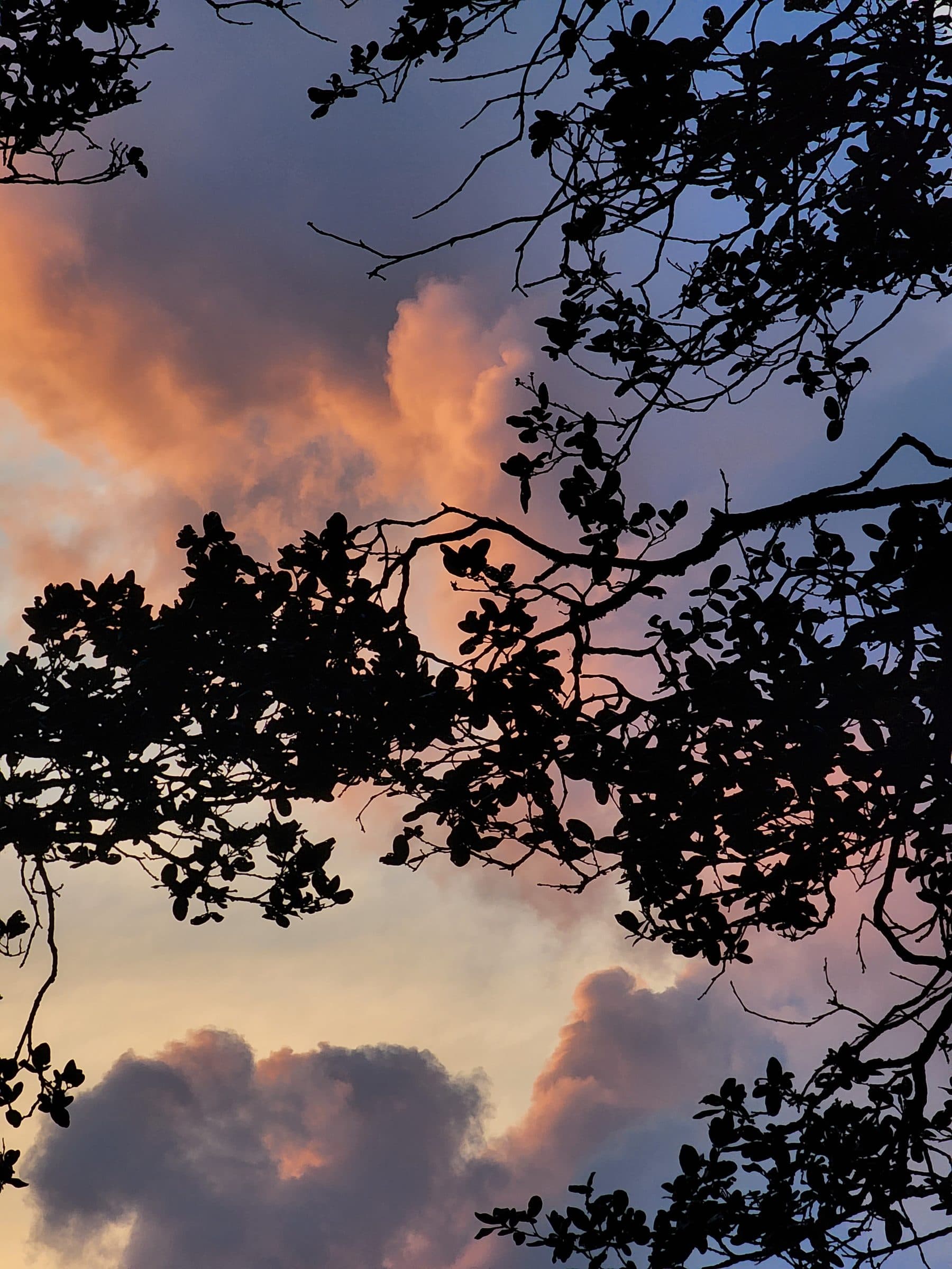 Dark tree branches silhouette against vibrant pink and orange clouds