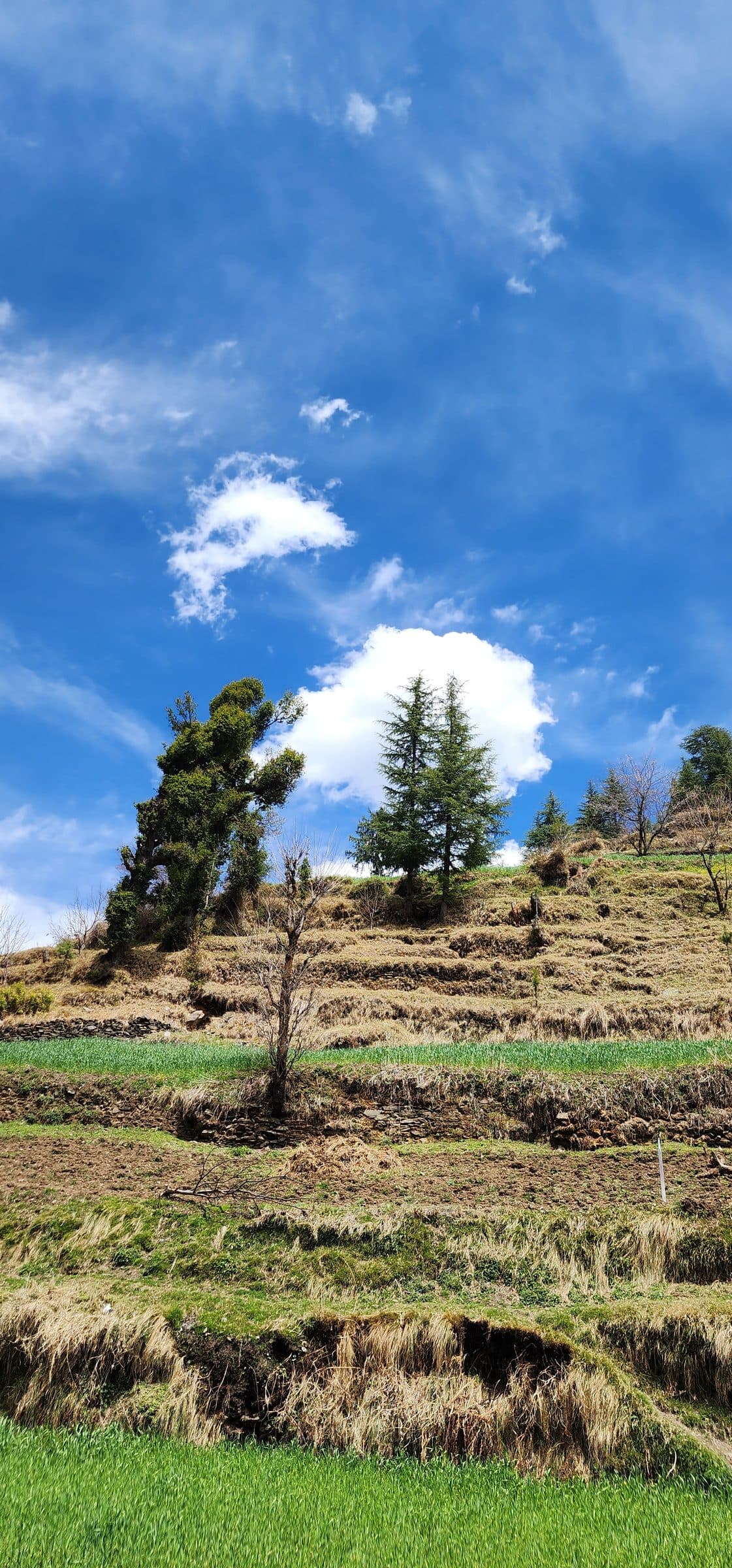 Grassy field with a single pine tree under a bright blue sky