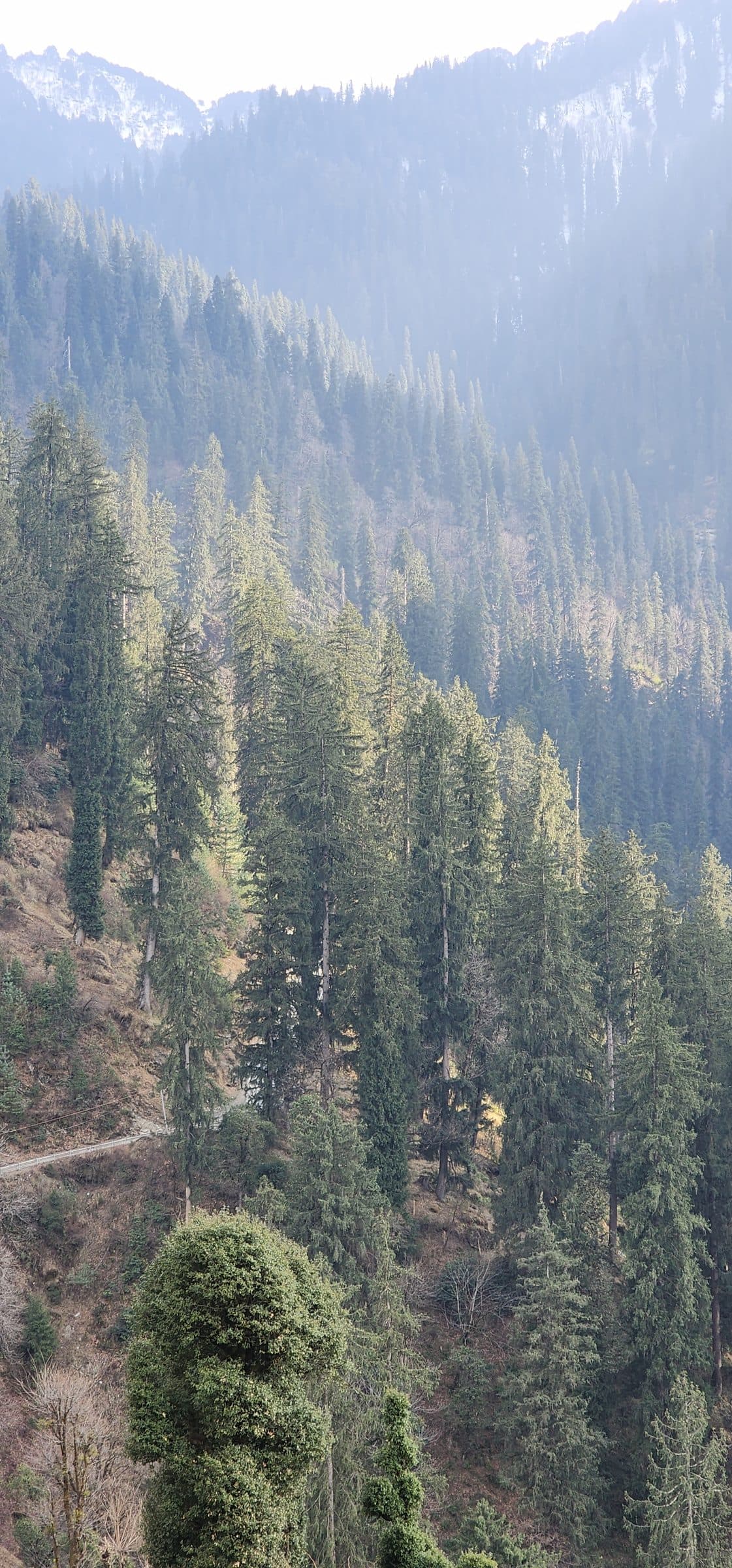 Dense pine trees covering a sloping hillside in the Jibhi Valley