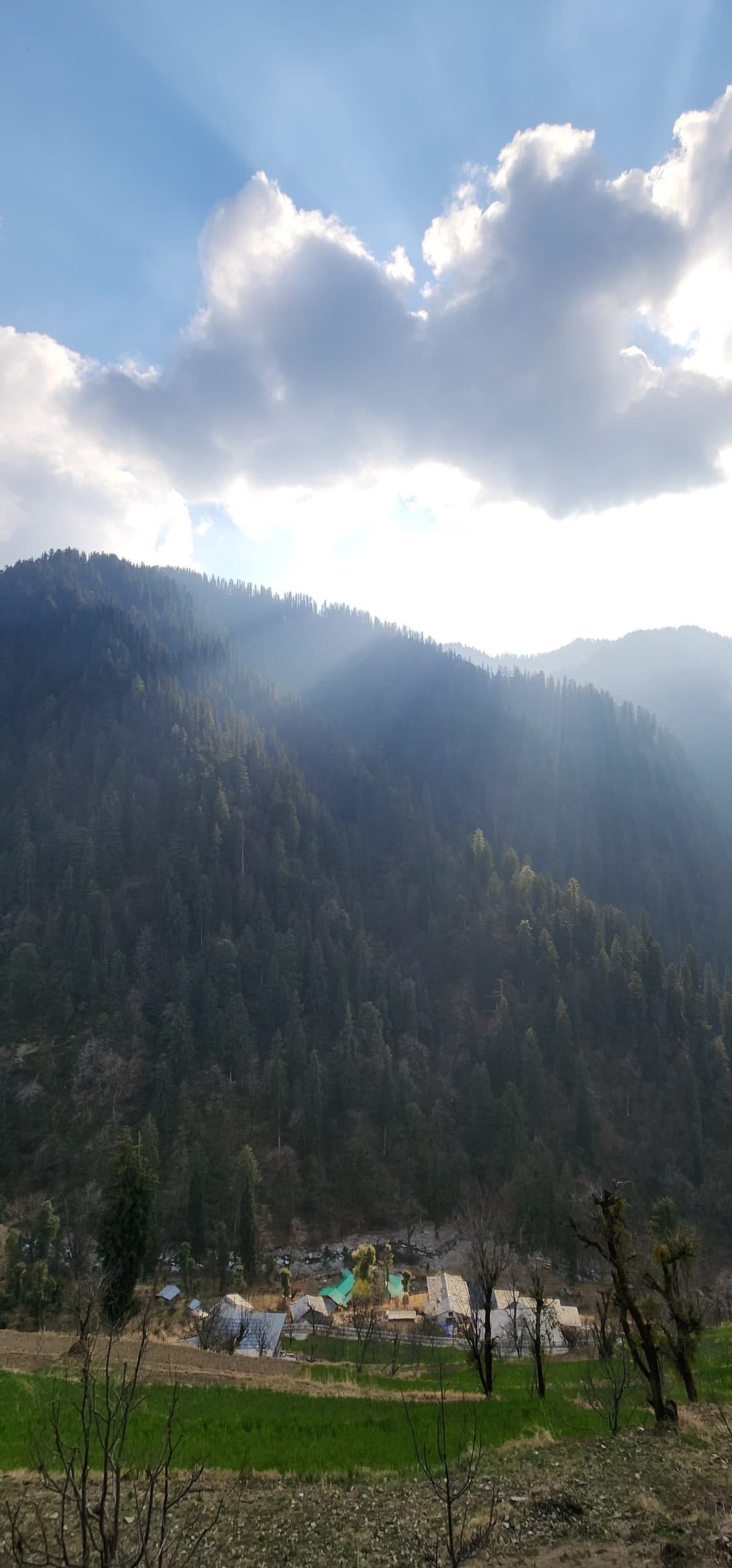 A serene view of Shoja village in Jibhi Valley, Himachal Pradesh, India, featuring green fields and distant mountains.