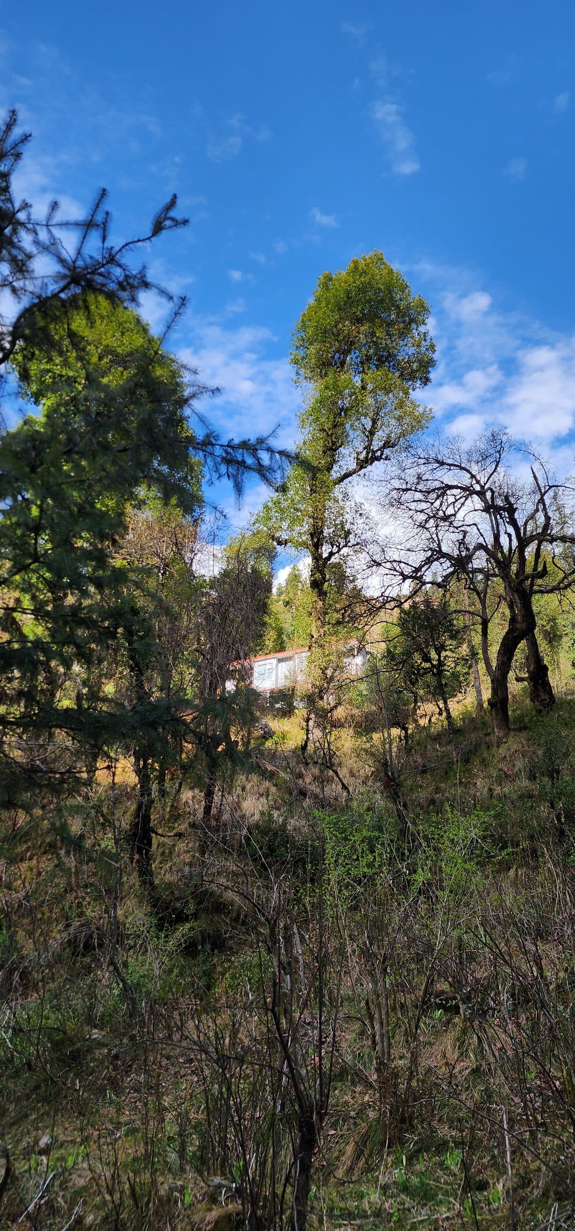 Dry trees and branches against a clear blue sky in a hilly region