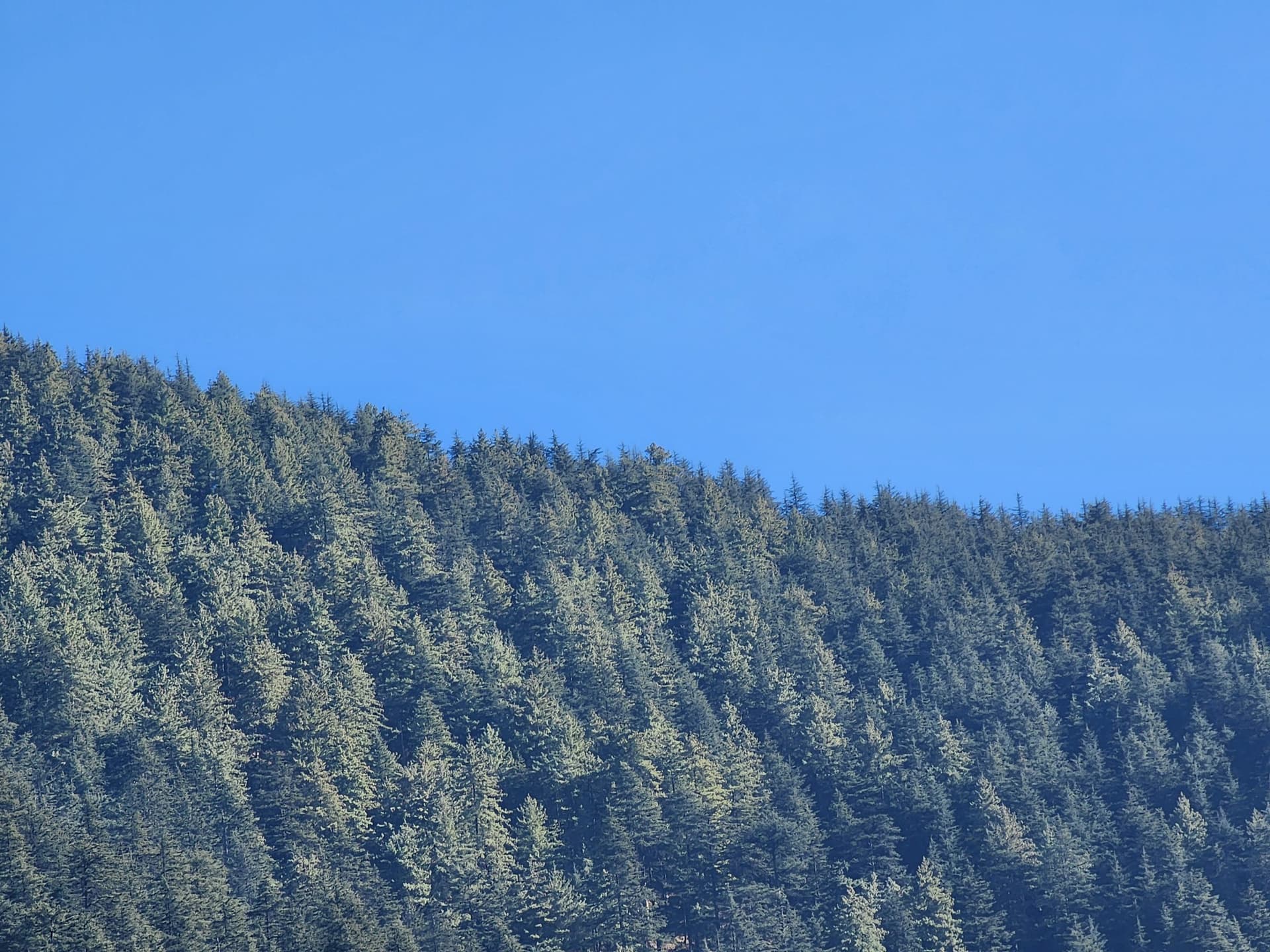 A serene, misty forest scene with tall pine trees dominating the frame in Jibhi Valley, Himachal Pradesh.