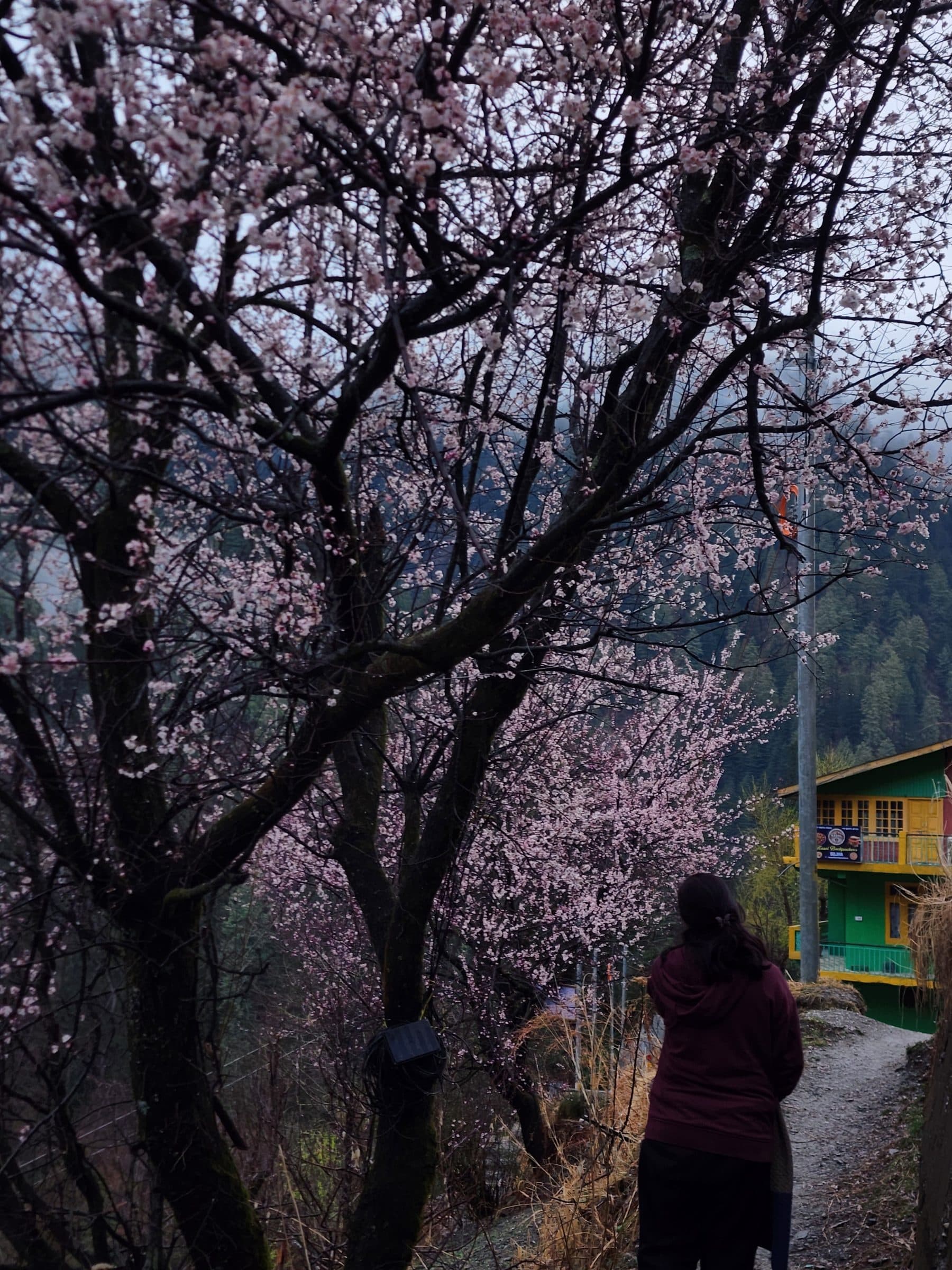 Apricot tree with pink blossoms in a mountainous forest