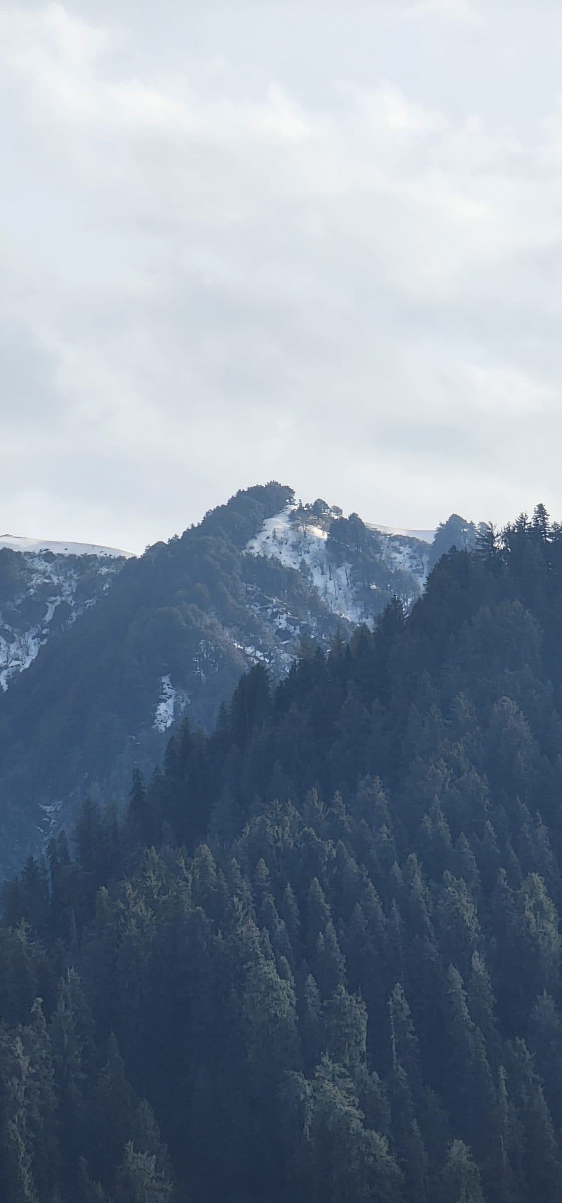 View of dense green pine forests covering the mountains from Shoja