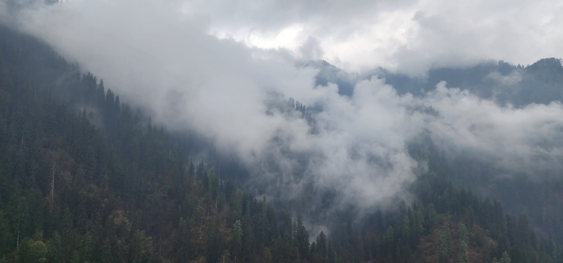 A serene view of a misty forest scene in Jibhi Valley, Himachal Pradesh, India, with tall pine trees and a grey sky.