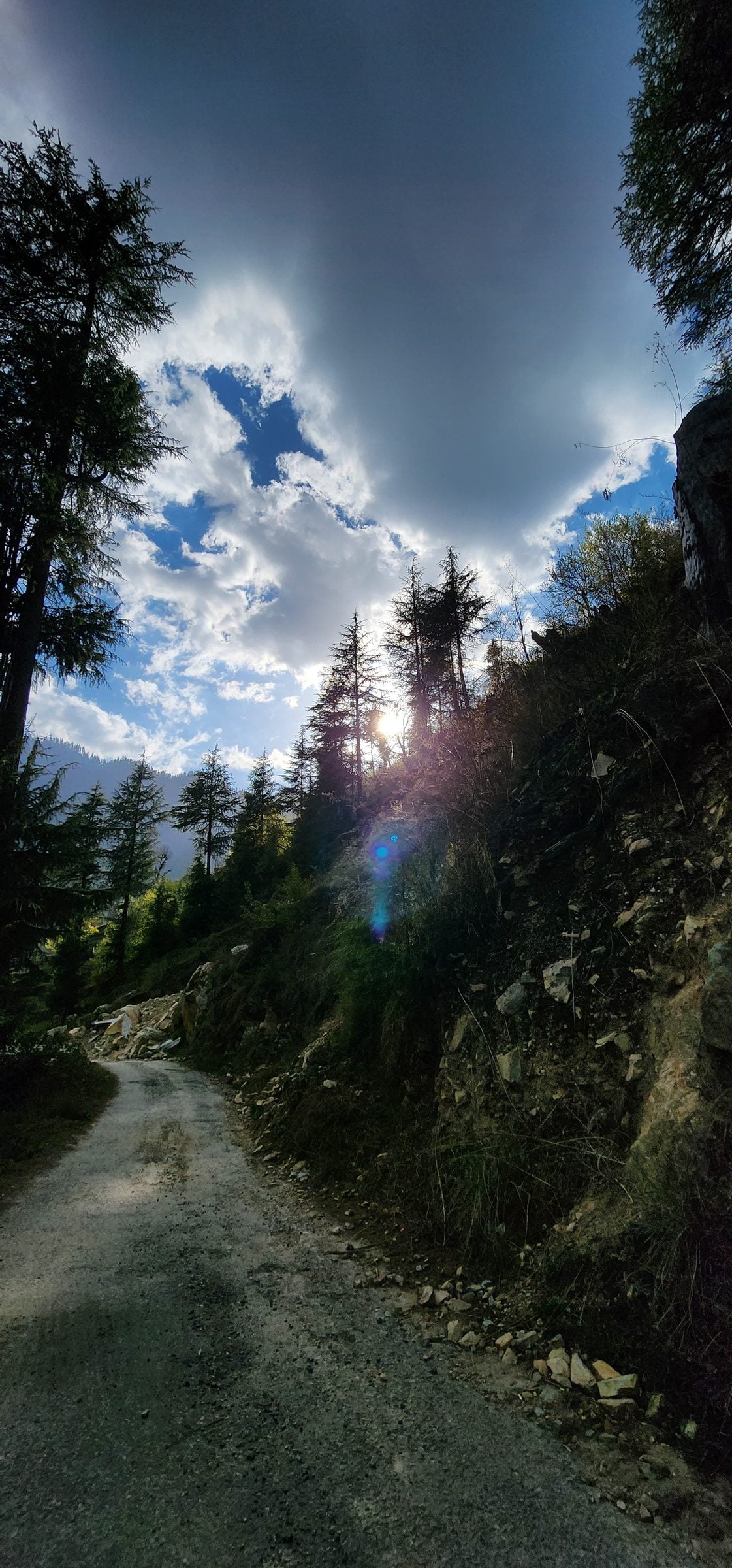 A winding mountain road in Shoja, Himachal Pradesh, India, framed by towering pine trees and a hazy blue sky.