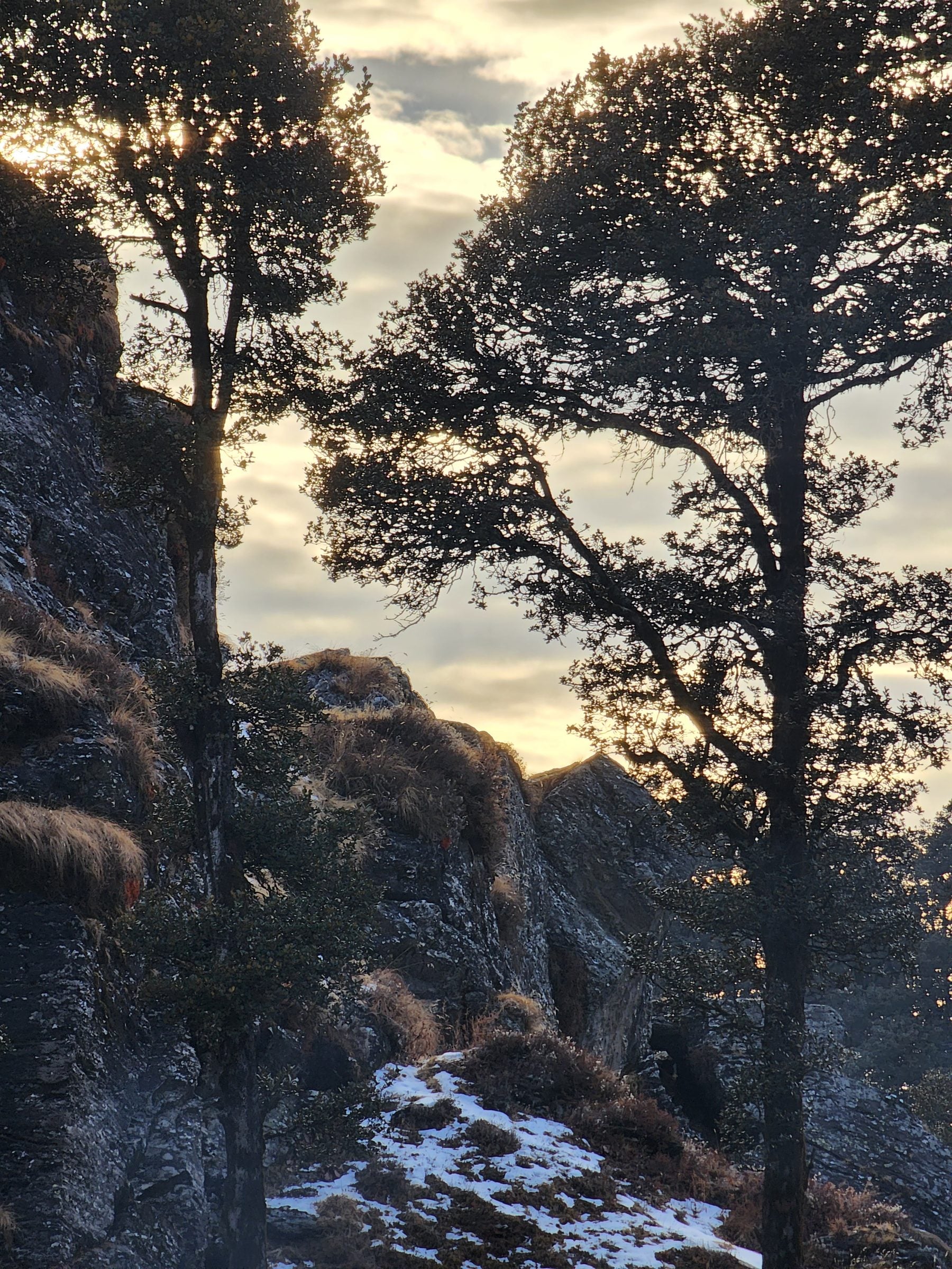 A tranquil winter scene in Jibhi Valley, Himachal Pradesh, India with snow-dusted trees and a peaceful landscape.