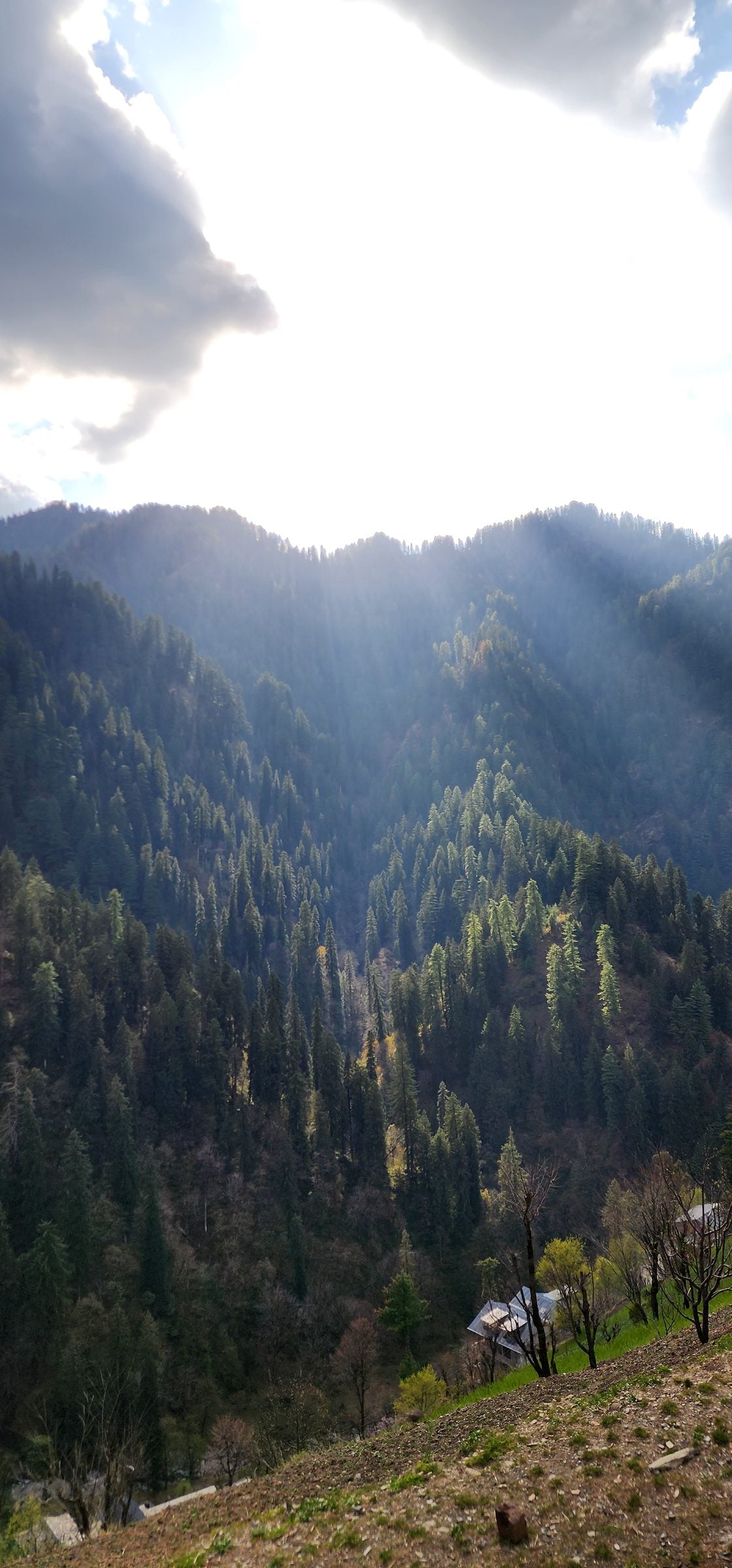 A picturesque view of a lush green valley in Shoja, Himachal Pradesh, India, with scattered trees and sunlight filtering through the clouds.