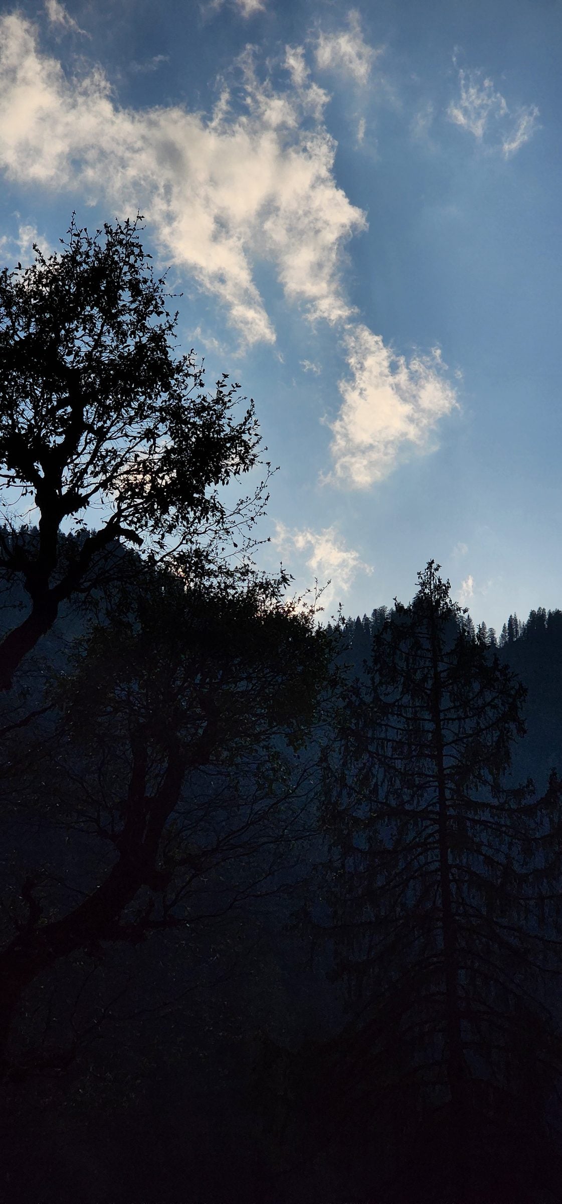 A serene silhouette of dark pine trees against a dusky sky in Jibhi Valley, Himachal Pradesh, India.
