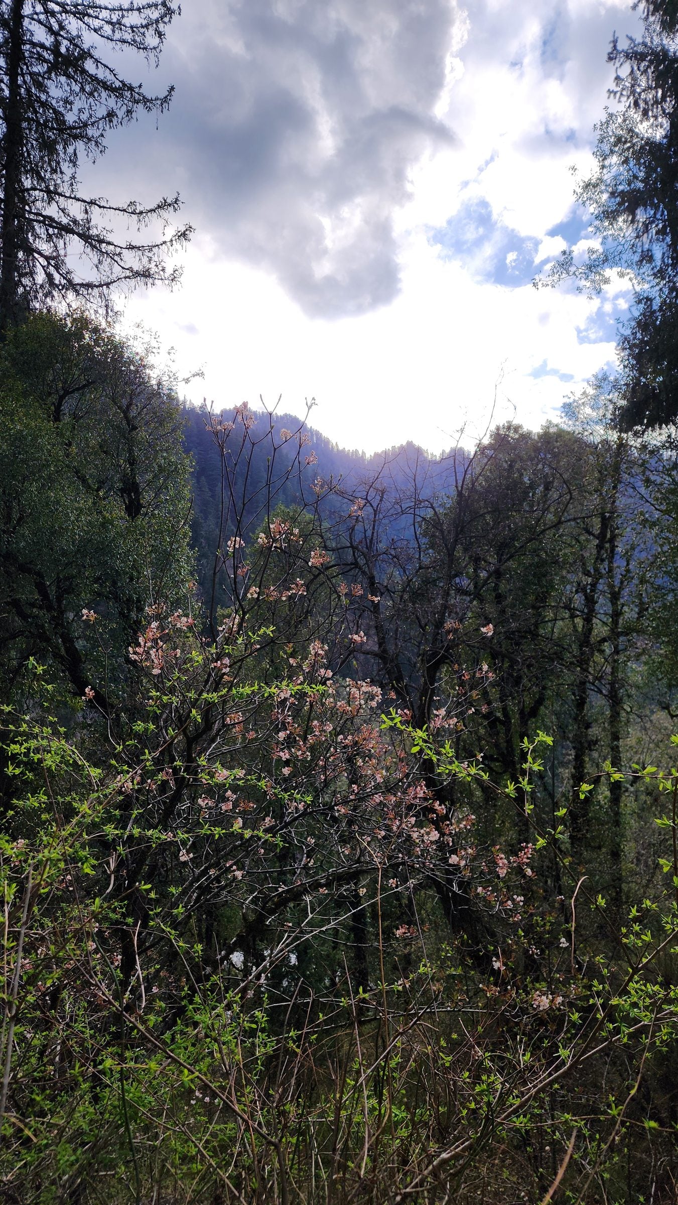 A lush, green valley in Shoja, Himachal Pradesh, India, with vibrant blooming trees and a misty mountain backdrop.