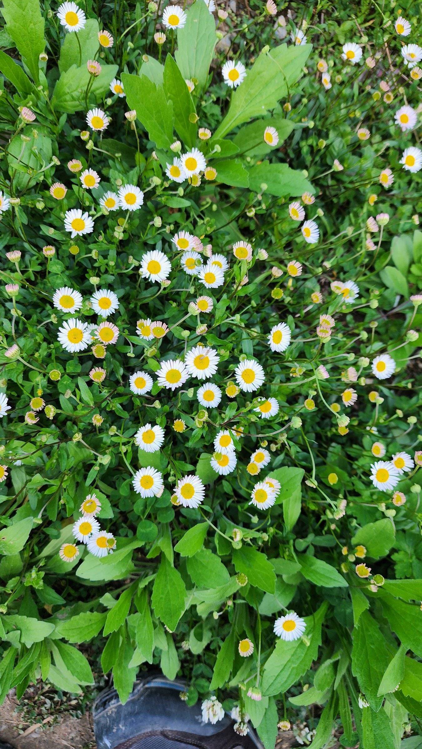 Wildflowers in Jibhi Valley Scenery Close-up view of green meadow filled with white and yellow wildflowers.