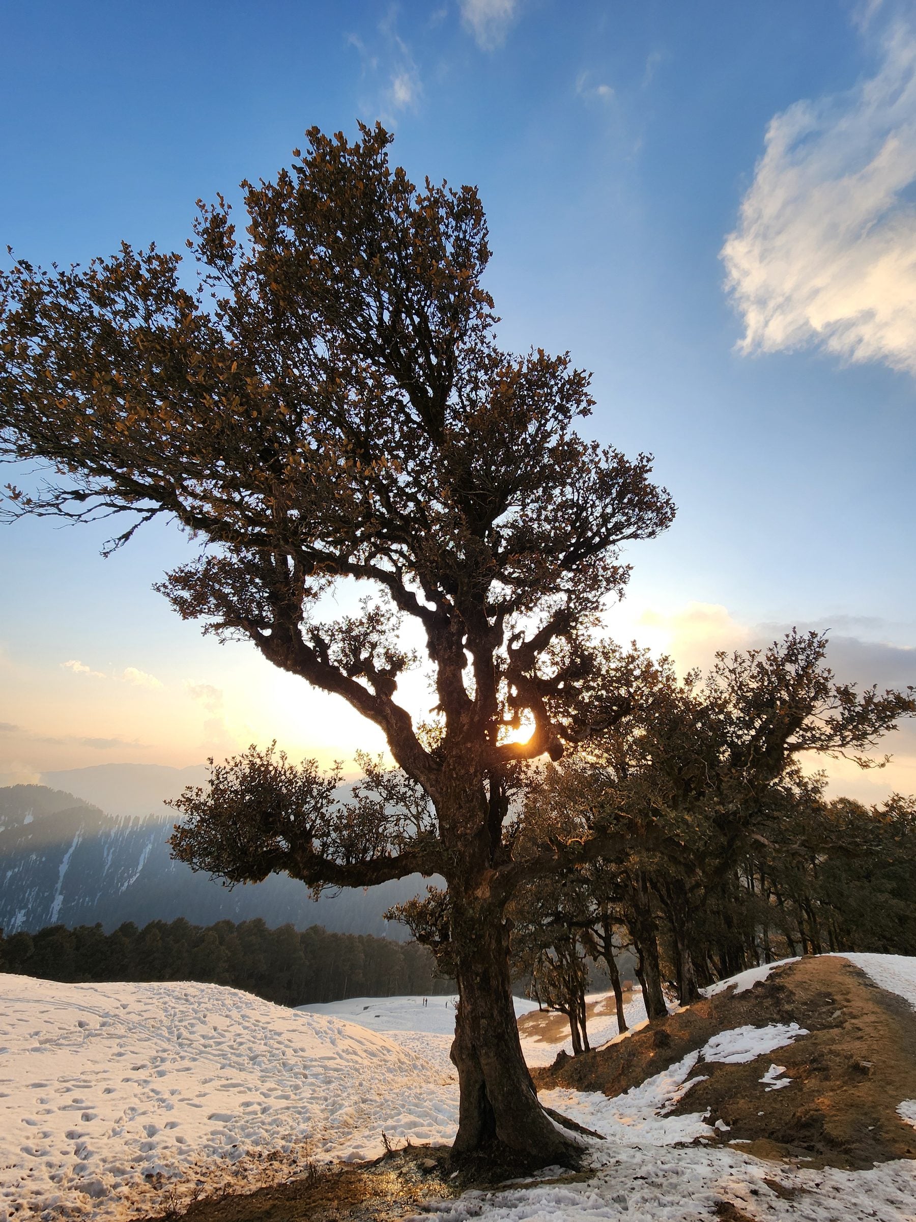 Snowy Serenity in Jibhi Valley, Himachal Pradesh A serene scene in Jibhi Valley, showcasing snow-dusted trees and a tranquil hillside landscape.