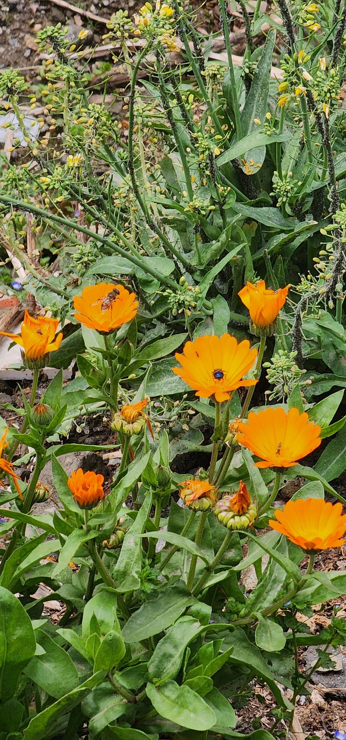 Golden Light in Jibhi Valley's Embrace A vibrant close-up image showcases a cluster of orange wildflowers growing amidst lush greenery in the serene Jibhi Valley, Himachal Pradesh.