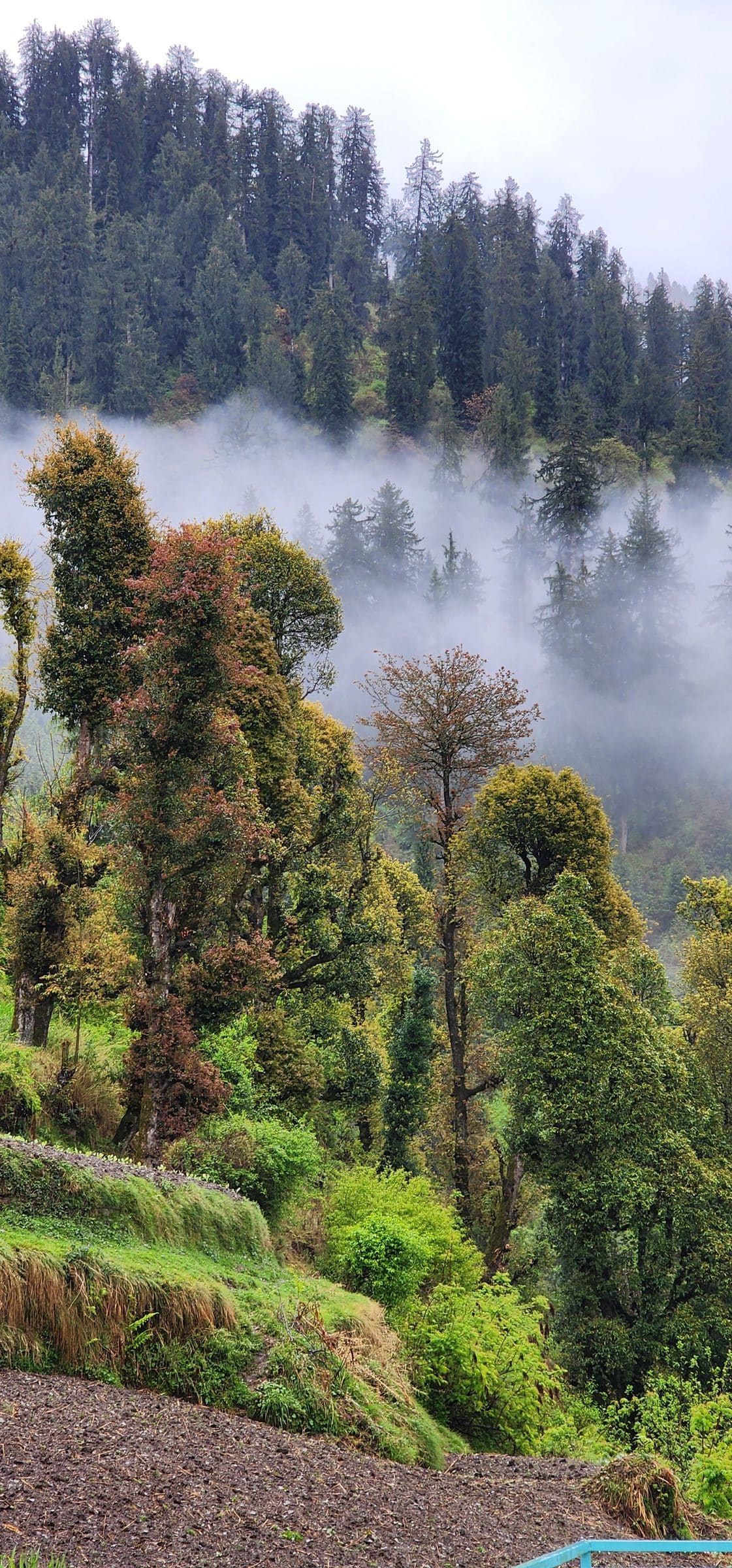 Under a Blanket of Stillness: What Jibhi’s Seasons Whisper to the Soul