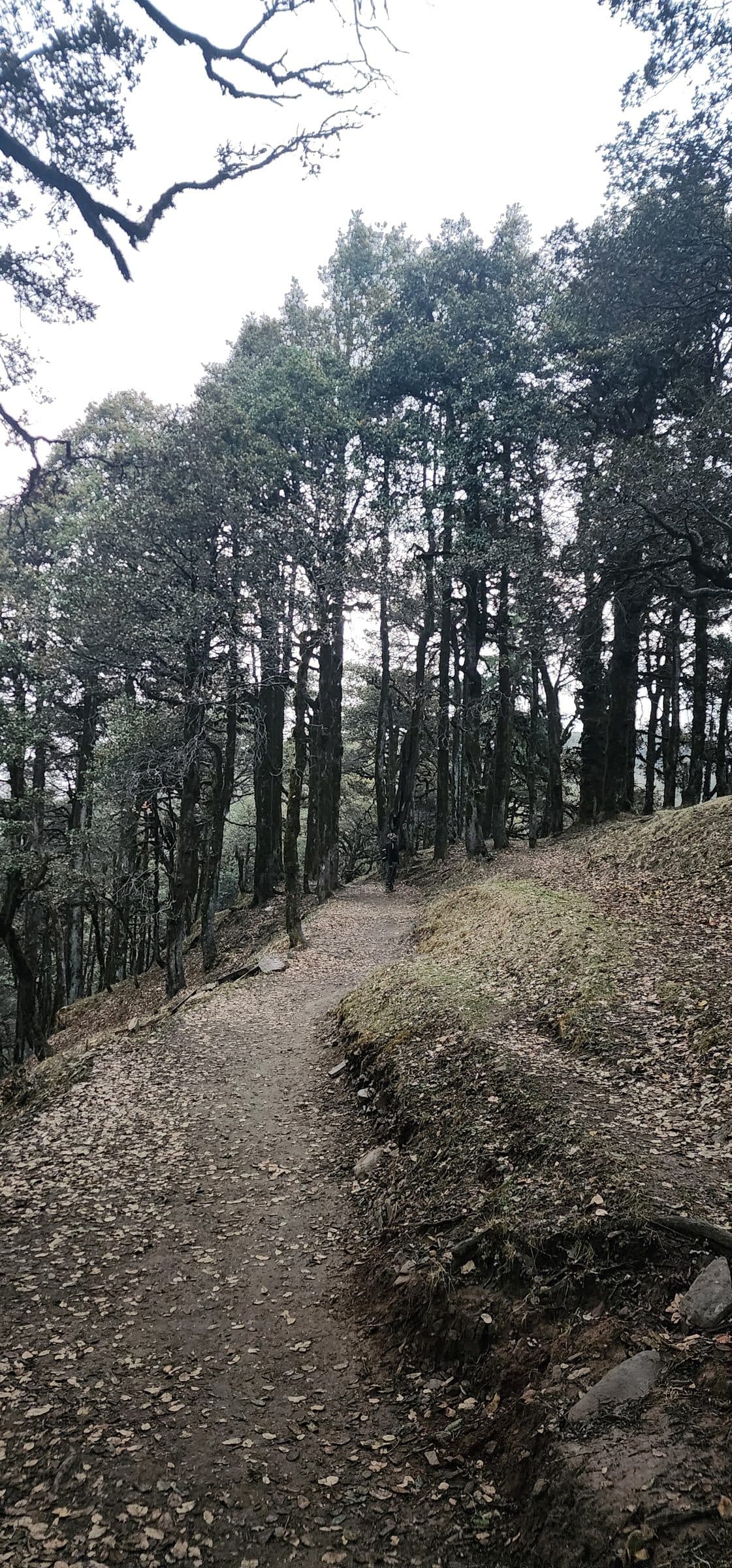 A serene forest path winding through autumn leaves in Shoja Valley, Himachal Pradesh, India.
