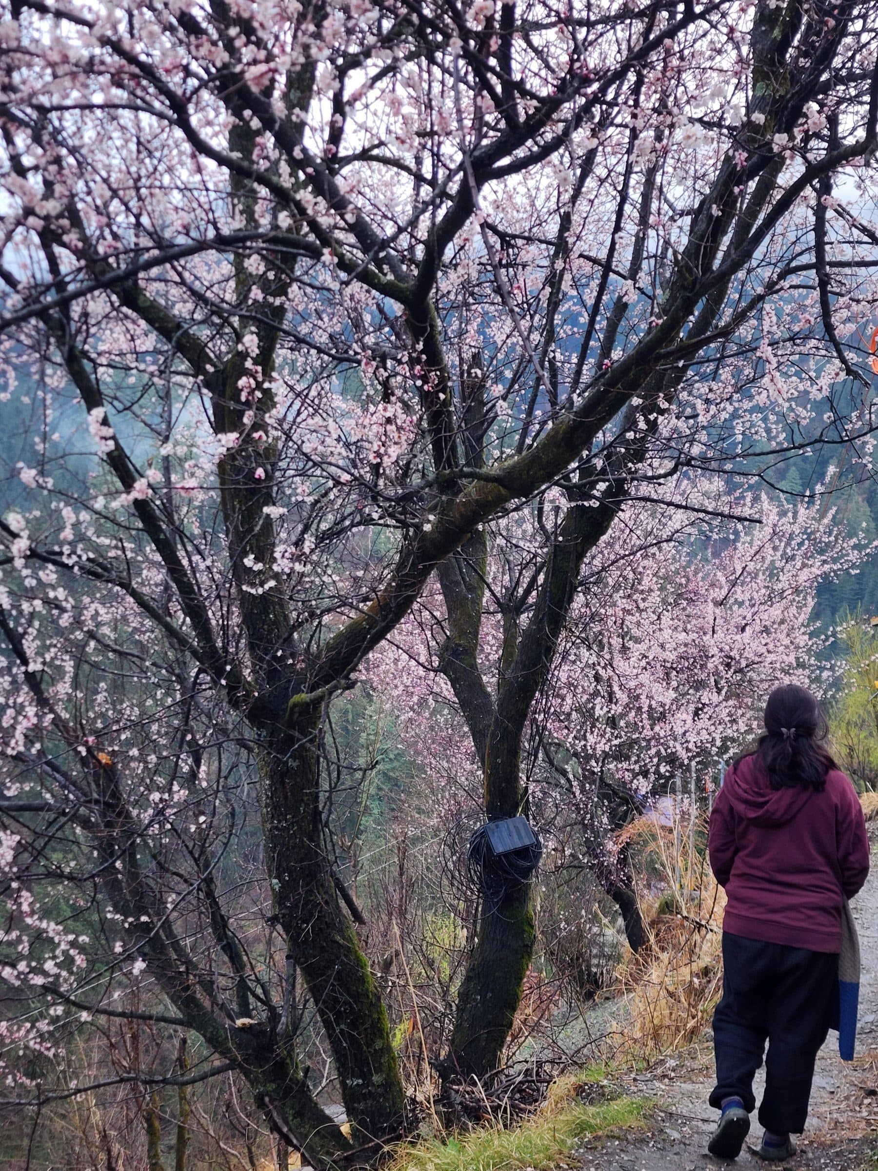 Current Temp In Jibhi