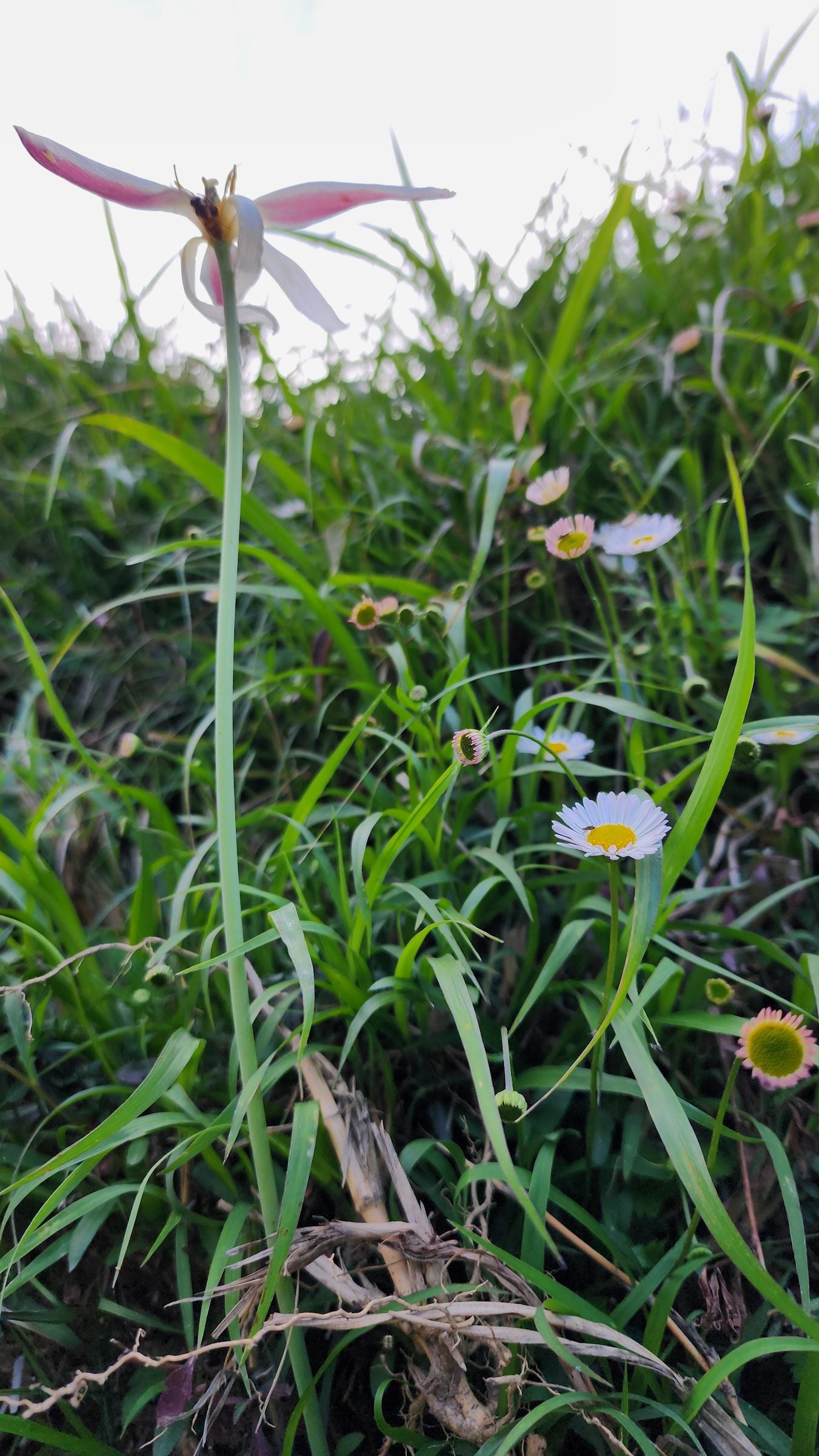 Serene Stillness in Jibhi Valley's Embrace A close-up shot showcases delicate wildflowers blooming amongst fallen leaves in the Jibhi Valley, Himachal Pradesh.