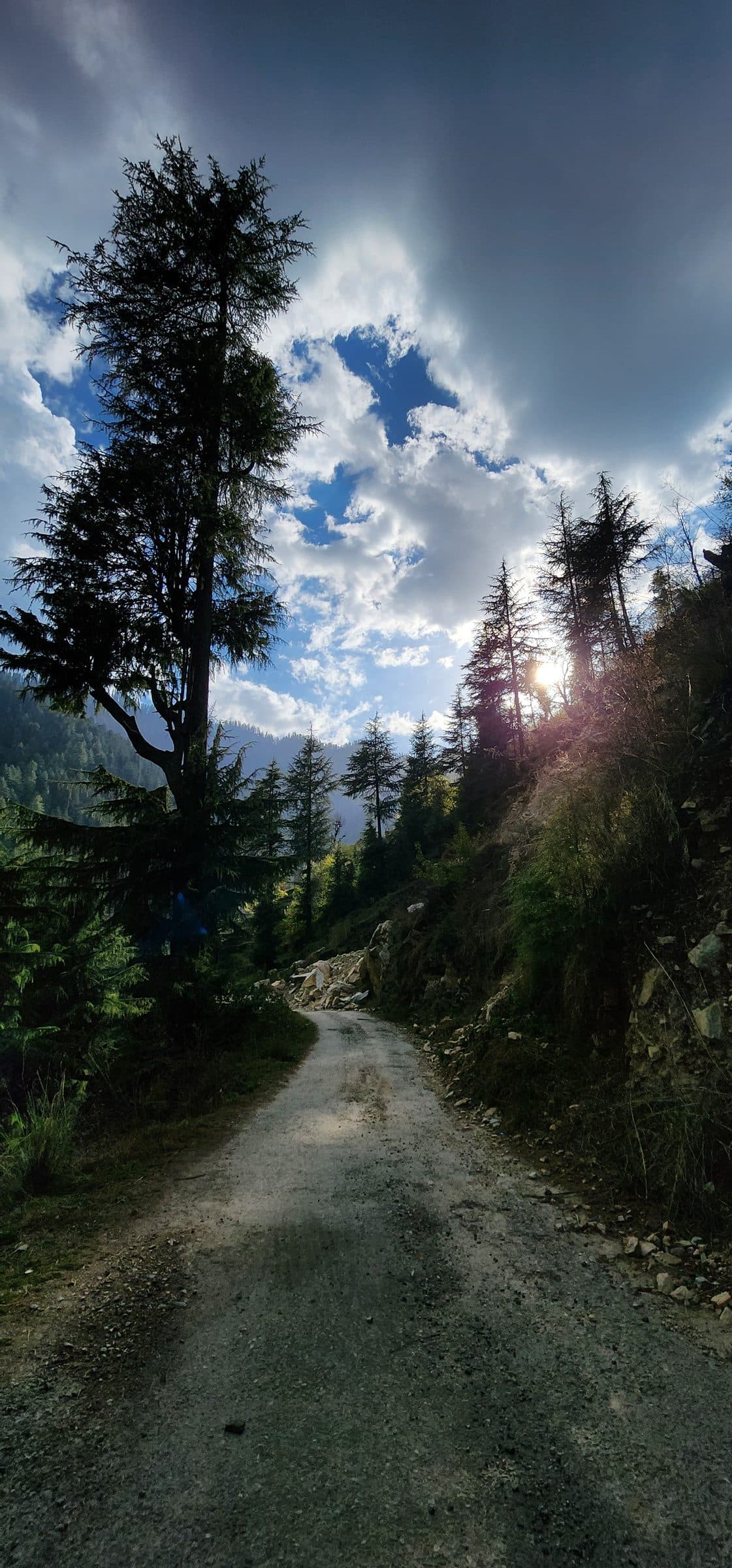 Dirt road winding through dense pine forest and mountains in Jibhi Valley