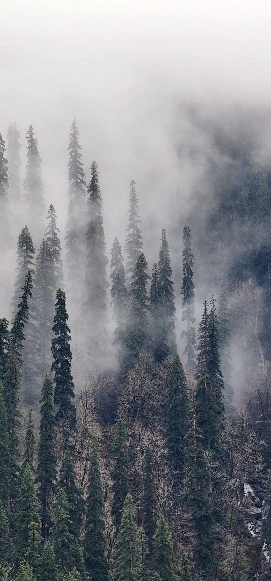 Silent Beauty of Jibhi Valley's Misty Embrace A serene, misty landscape featuring towering evergreen trees in the Jibhi Valley of Himachal Pradesh, India.