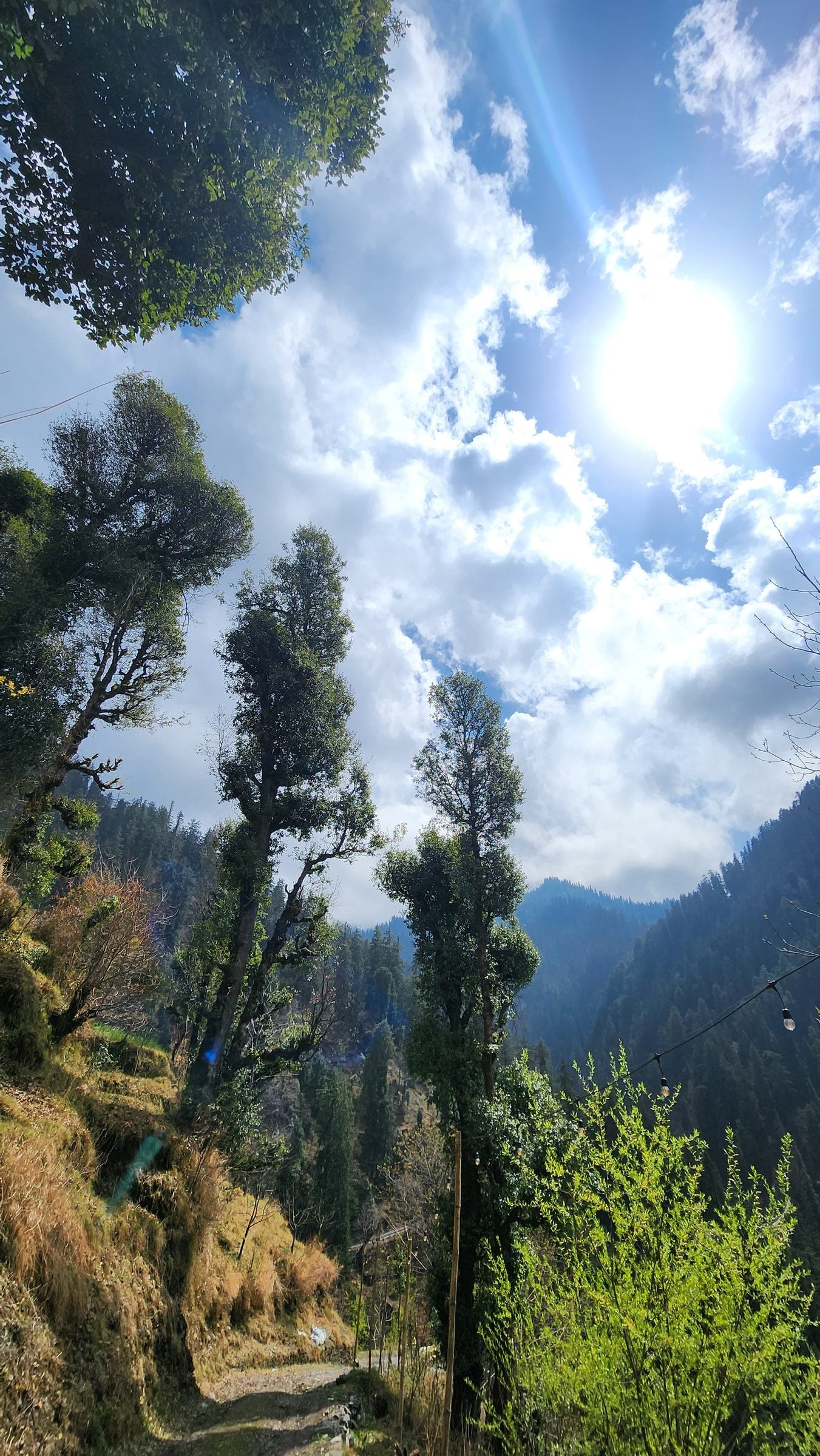 Shoja Valley's Serene Forest Path: Jibhi Charm A picturesque view of a winding path through a lush, green forest in Shoja Valley, Himachal Pradesh, India.