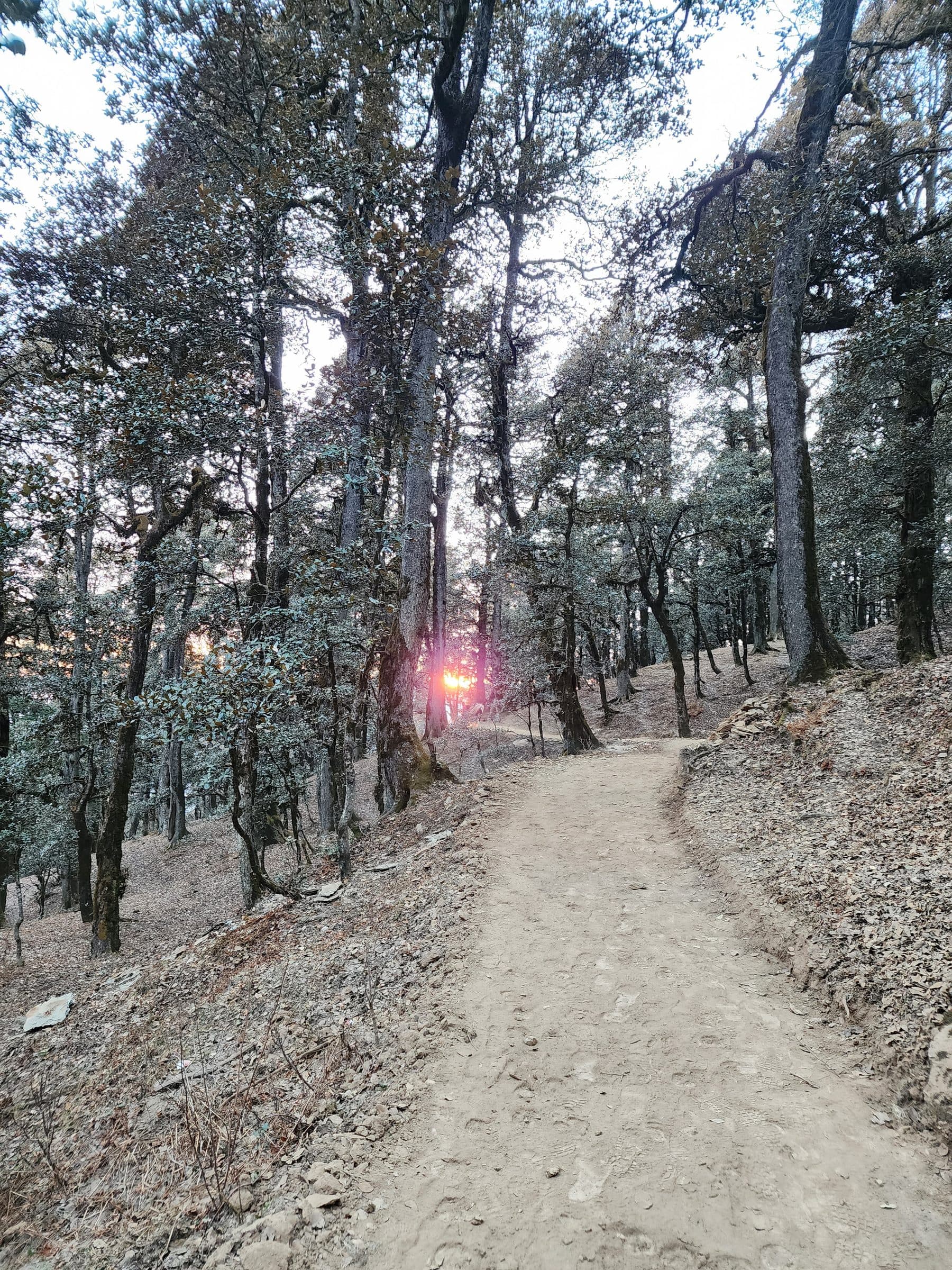 A scenic winter landscape in Jibhi Valley, Himachal Pradesh, India, featuring a winding dirt road and bare trees under a cloudy sky.